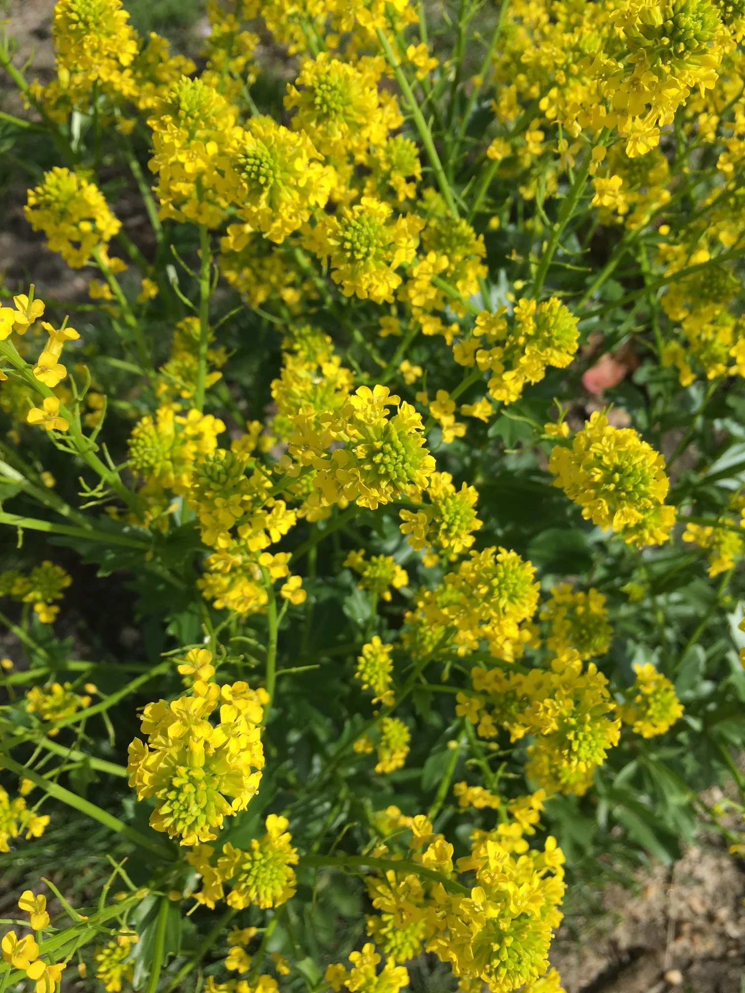 These were roadside in Allenhurst NJ. Anyone know what they are?