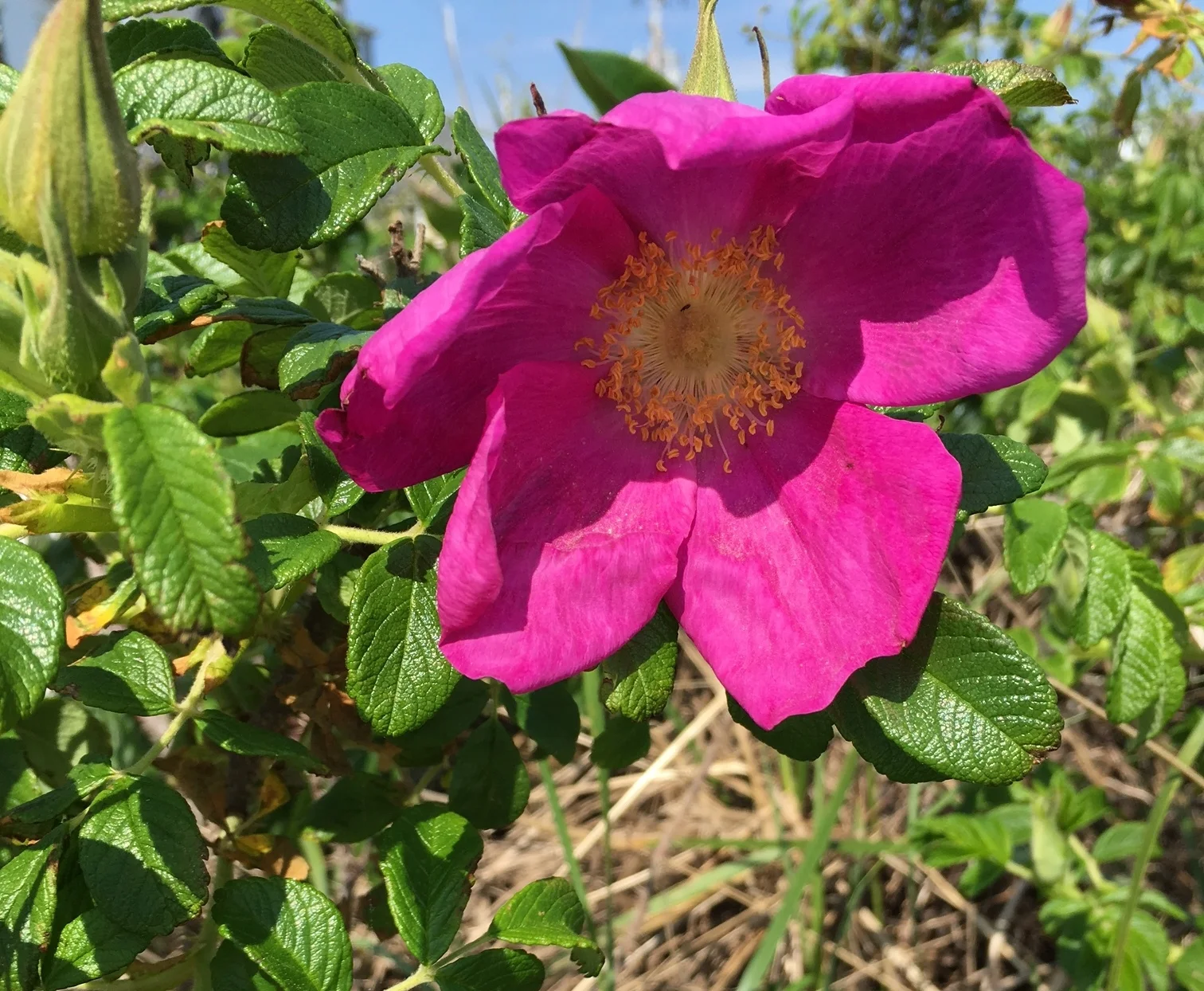Beach roses, too!