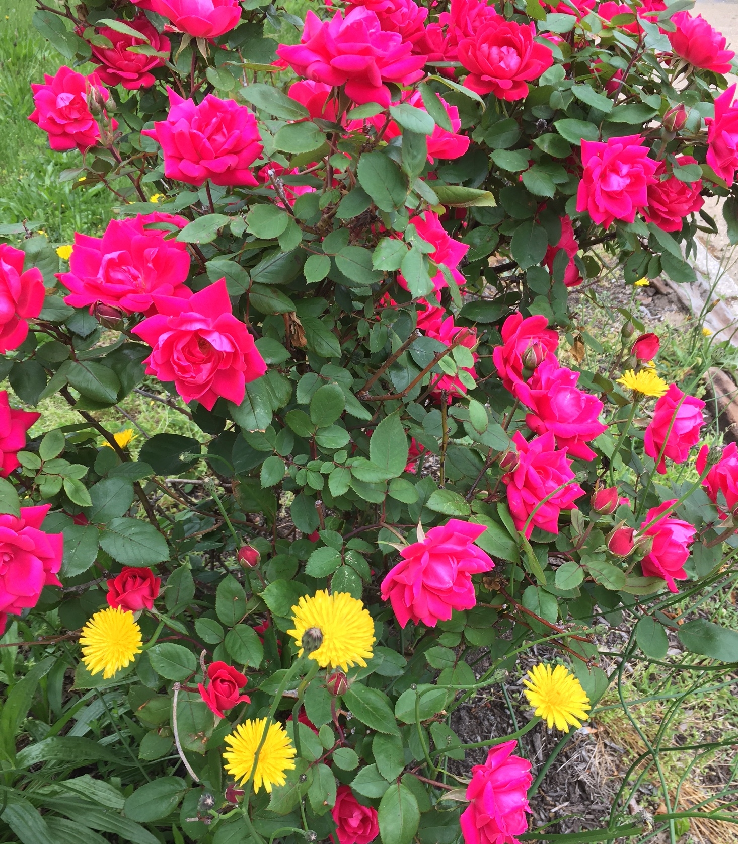 Theses are the roses in front of the post office that I pass every day on my way to work. It's such a treat and they bloom all Summer. 