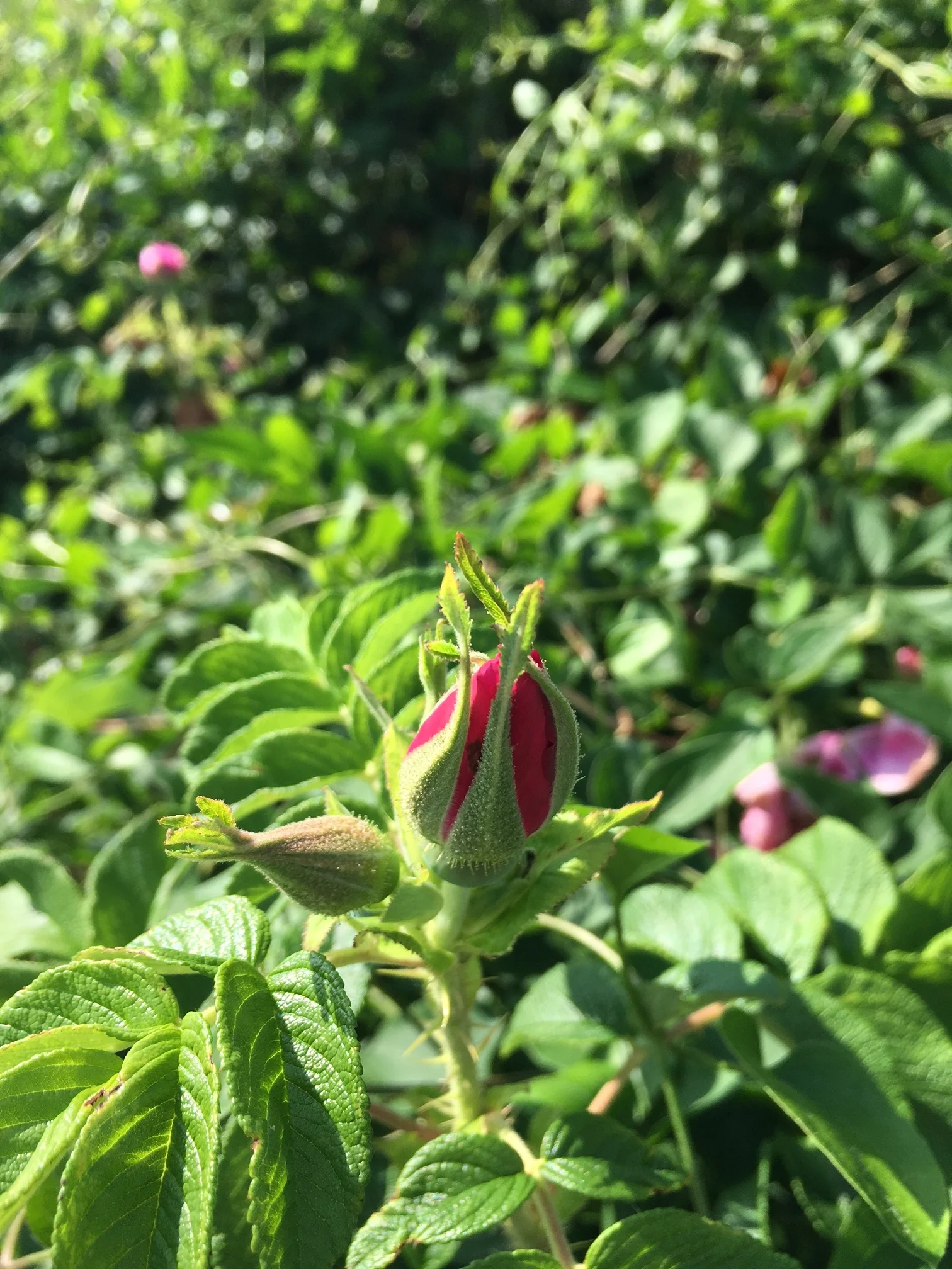 Another beach rose. I can't get enough!