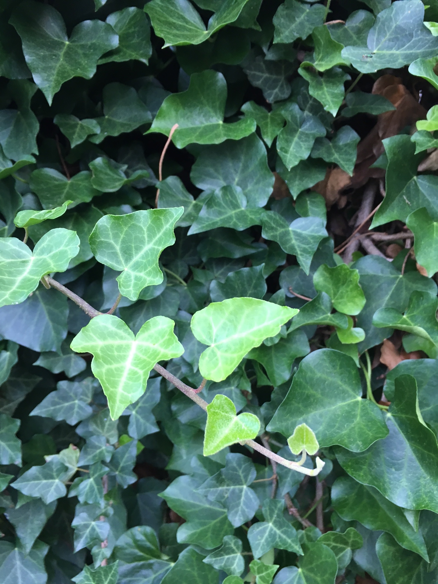 The ivy on the back fence is going nuts. 