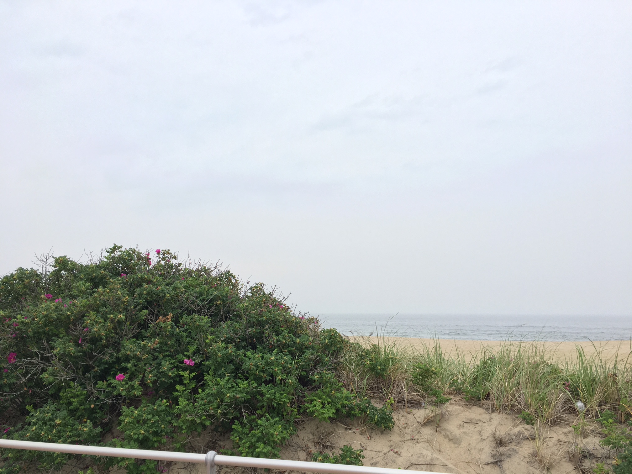 Beach grass and beach roses. 