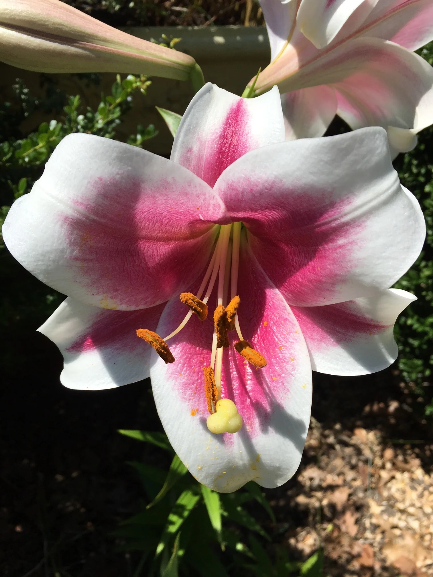 My lilies were huge this year!