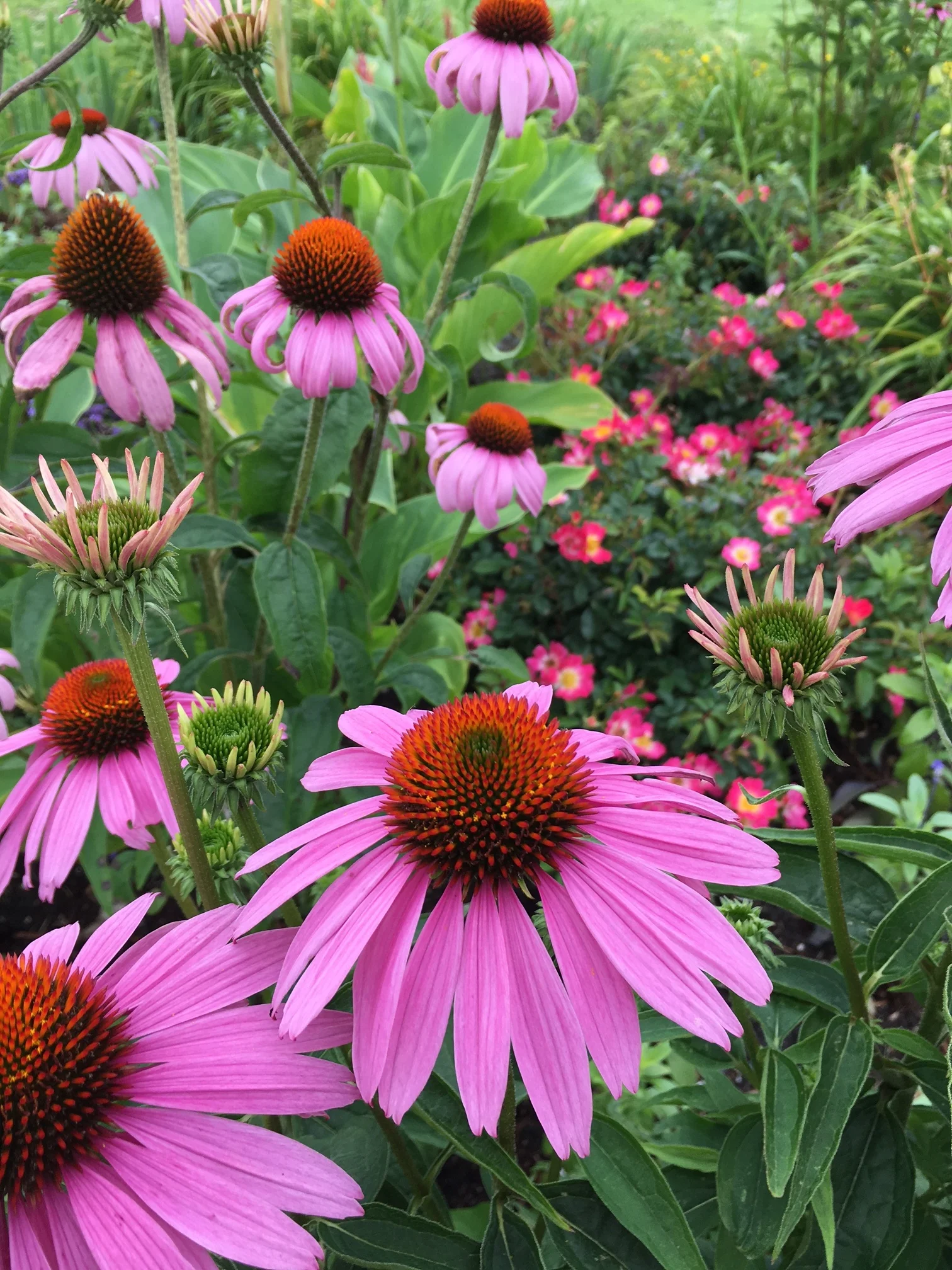 Echinacea on Ocean Pathway in Ocean Grove. 