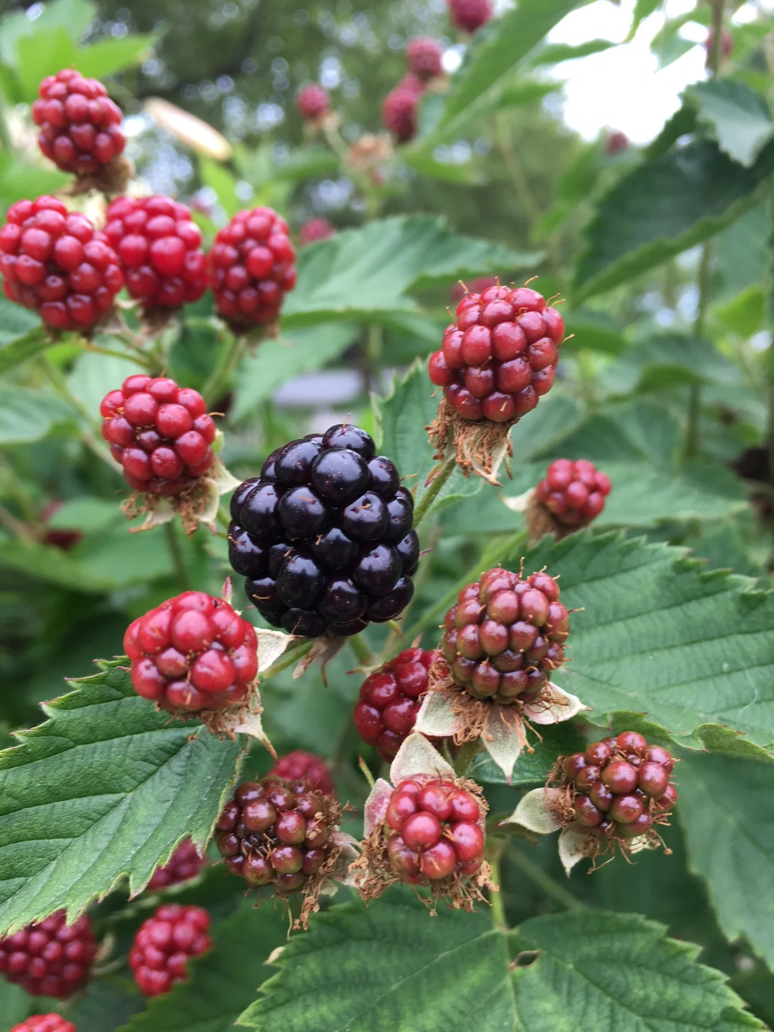 Blackberries from a neighbors yard are so tempting!