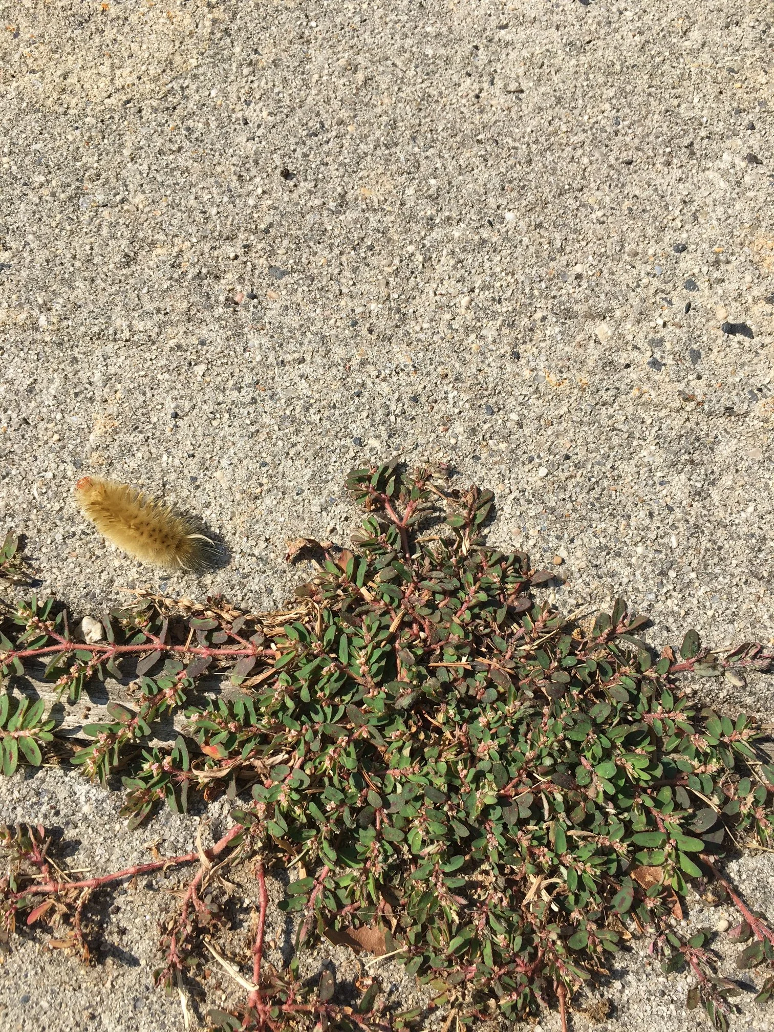 Spotted this fellow in my driveway, on route to munch on that little weed perhaps. 