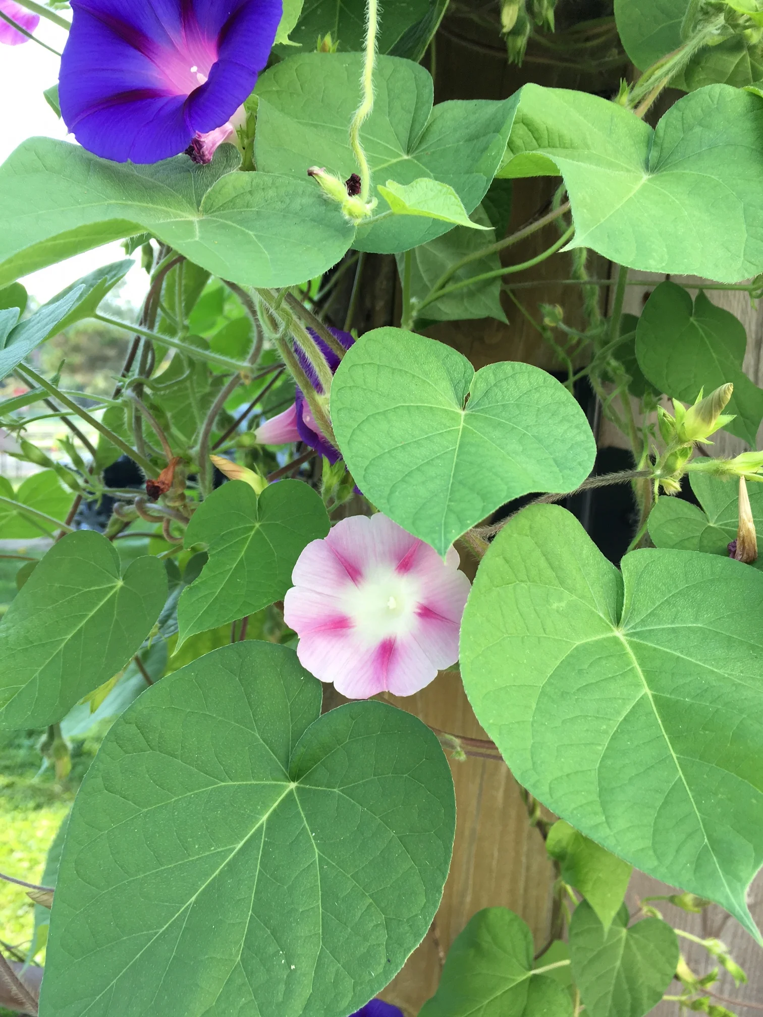 Our wall of morning glories is in full bloom and fantastic!!