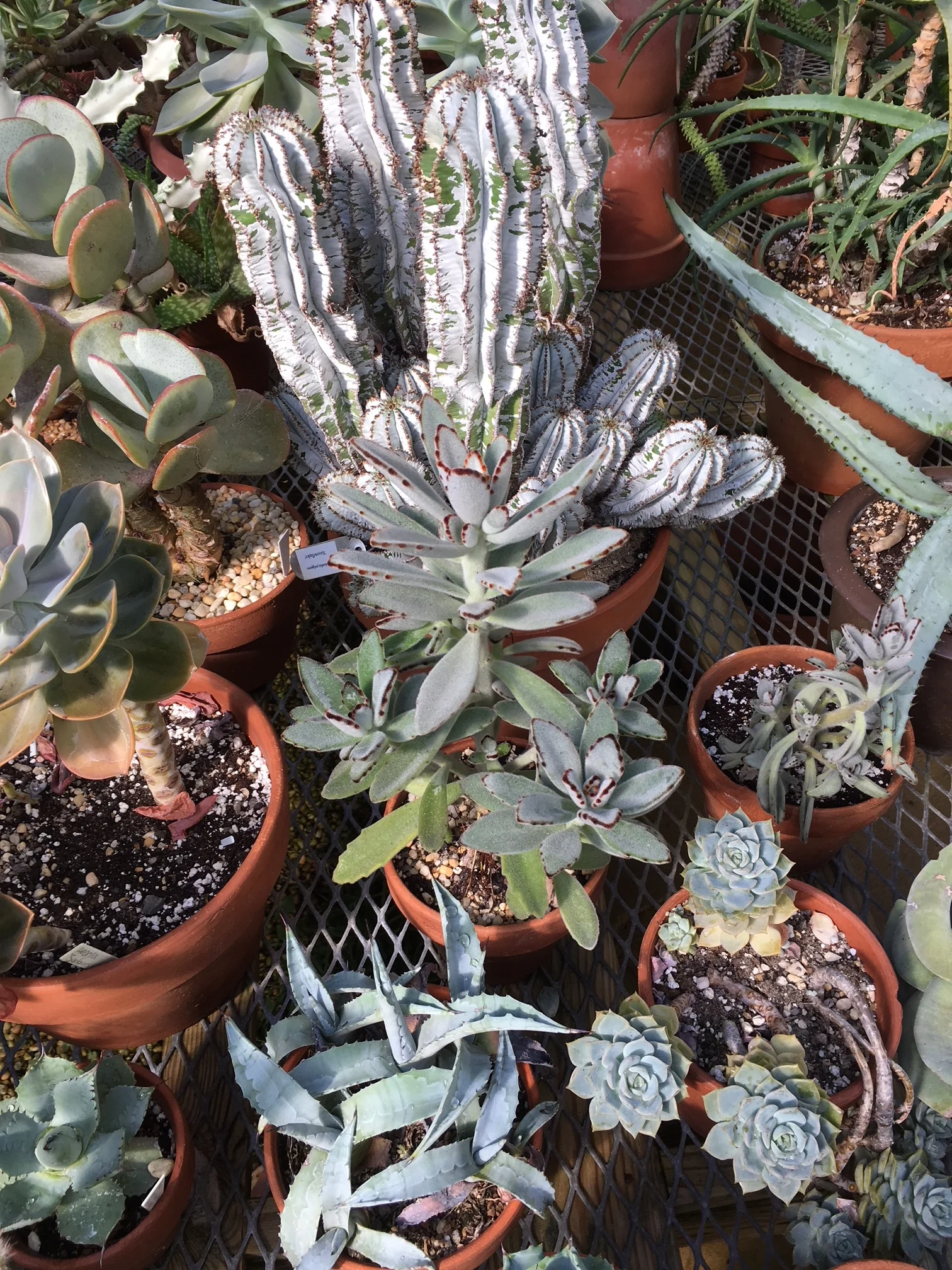 So mant succulents!
