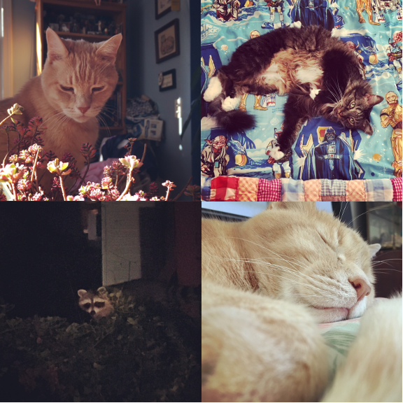 1) Tom contemplating. 2) Flounder flat out. 3) A night time visitor. 4) Tom out like a light. 