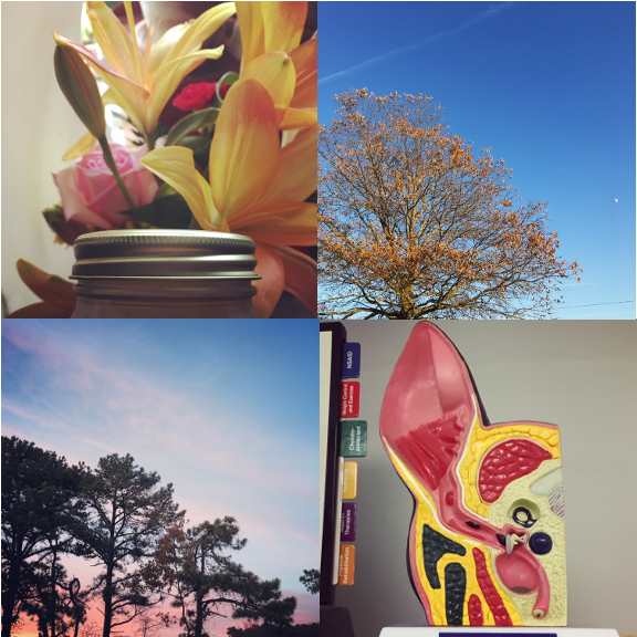 1) Rice milk every week. 2) Moon walks. 3) Pink sky at night. 4) An easy trip to the vet. 