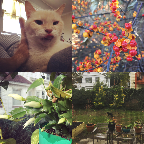 1) Pit classic durp. 2) Bittersweet. 3) Xmas cactus ready for a new month. 4) Another visitor. 
