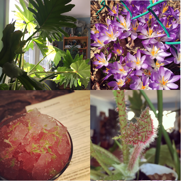 1) Plant light. 2) Bee haven. 3) All the lime zest. 4) New growth. 
