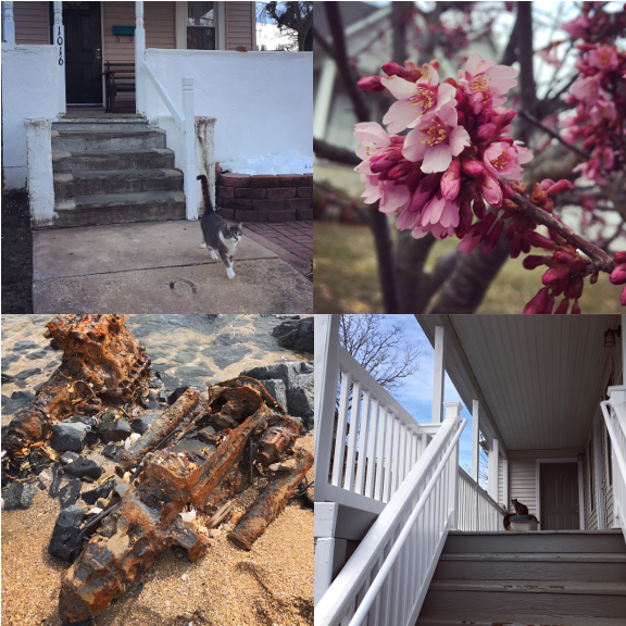 1) Big Boy's Spring return! 2) finally some blossoms! 3) Jersey Shore land speeders. 4) An aloof porch cat. 