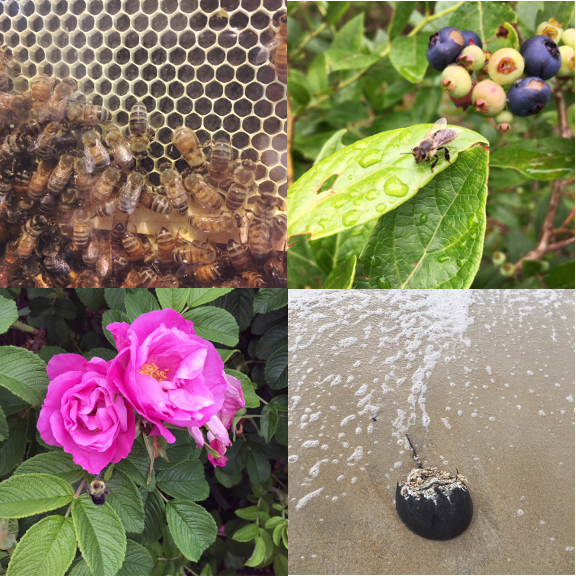 1) Bees, 2) Bees, 3) Bees... 4) and a sea princess. 
