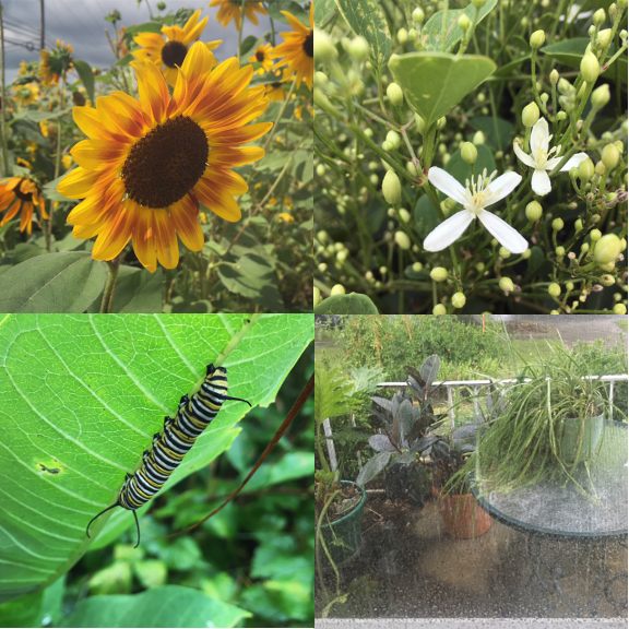 1) My mom and I saw these sunnies on one of our Wednesday lunch dates. 2) Speaking of my mother, she gave me a clipping of her abundant clematis but this is the first year it's really grown wild! 3) We went monarch hunting and we only found this sweet fellow. 4) Between heat waves, August had rain. 