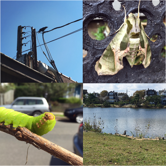 1) This crow was loud. 2) This moth was huge! 3) This caterpillar was huger!! 4) This crane was pretty chill.