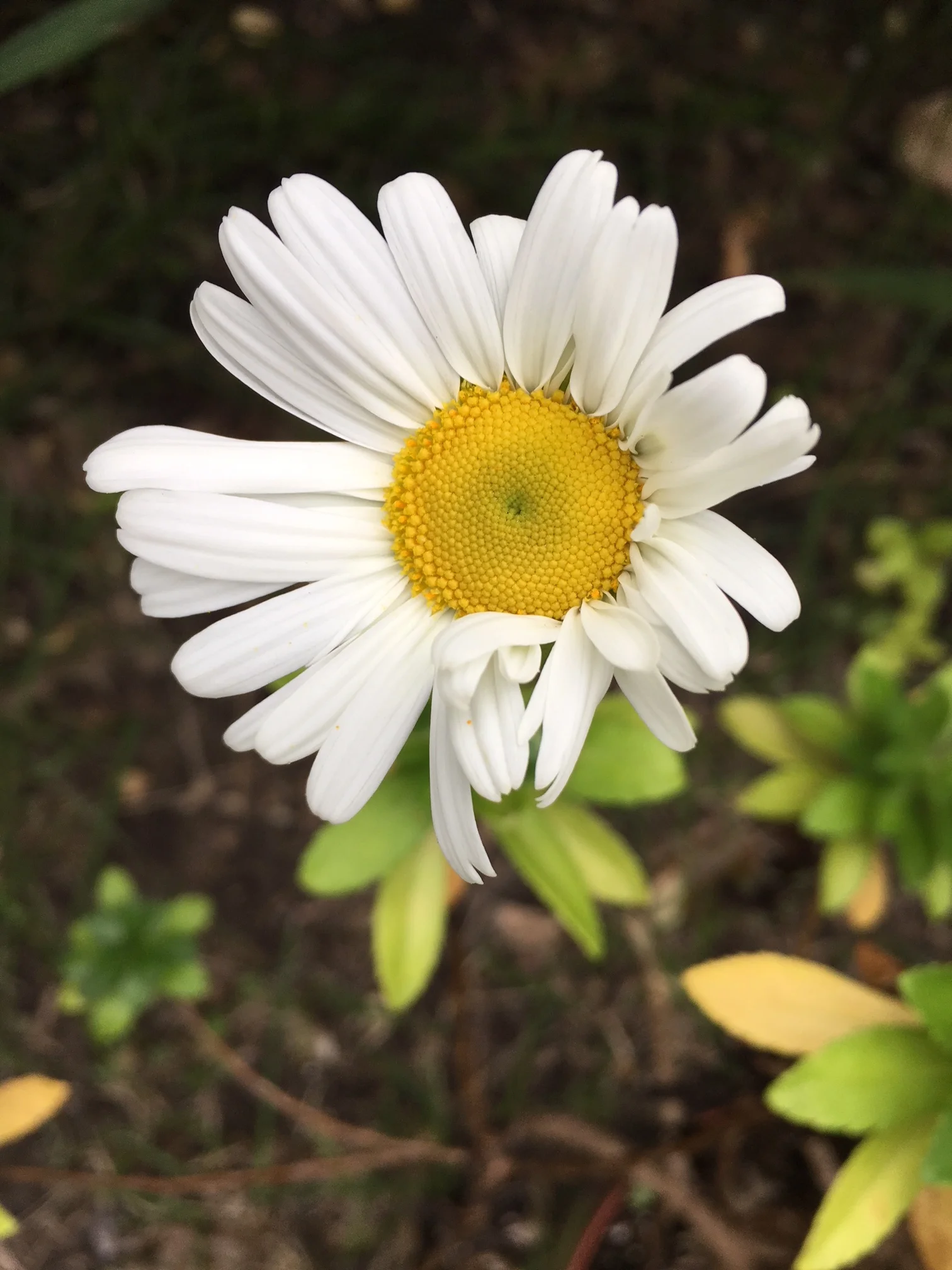 Another late bloomer.