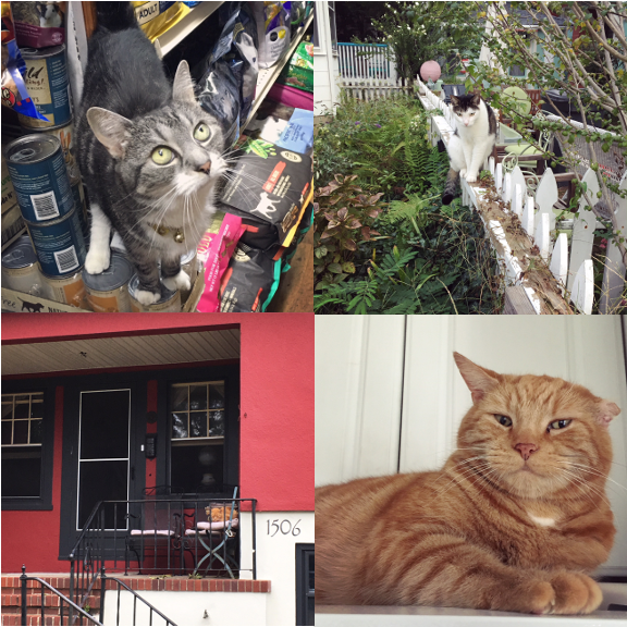 1) TWIX! 2) A lovely fence sitter. 3) Porch cat in Asbury Park, NJ. 4) Cat sitting for Garfield!