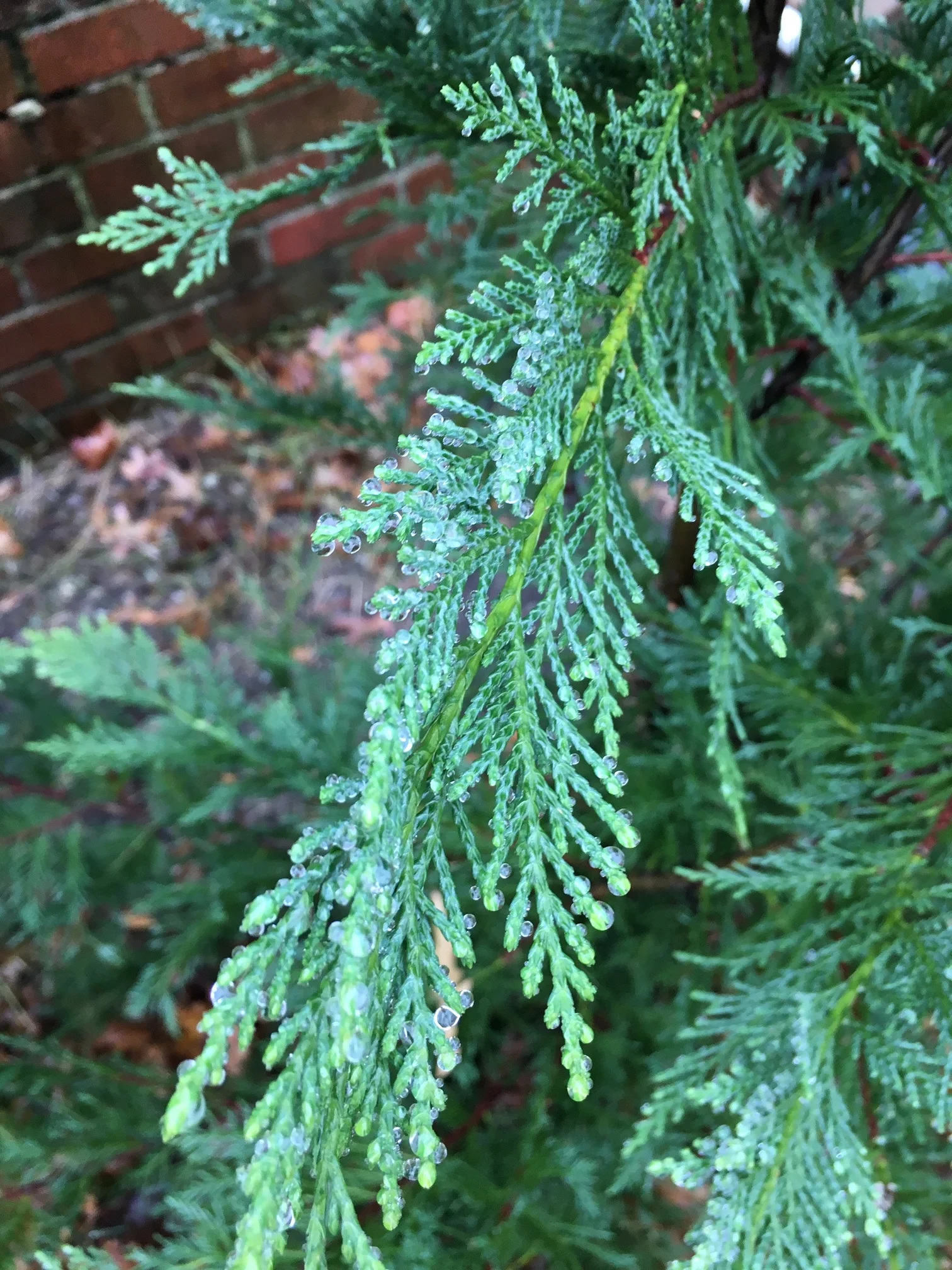 The pines are happy in the yard.