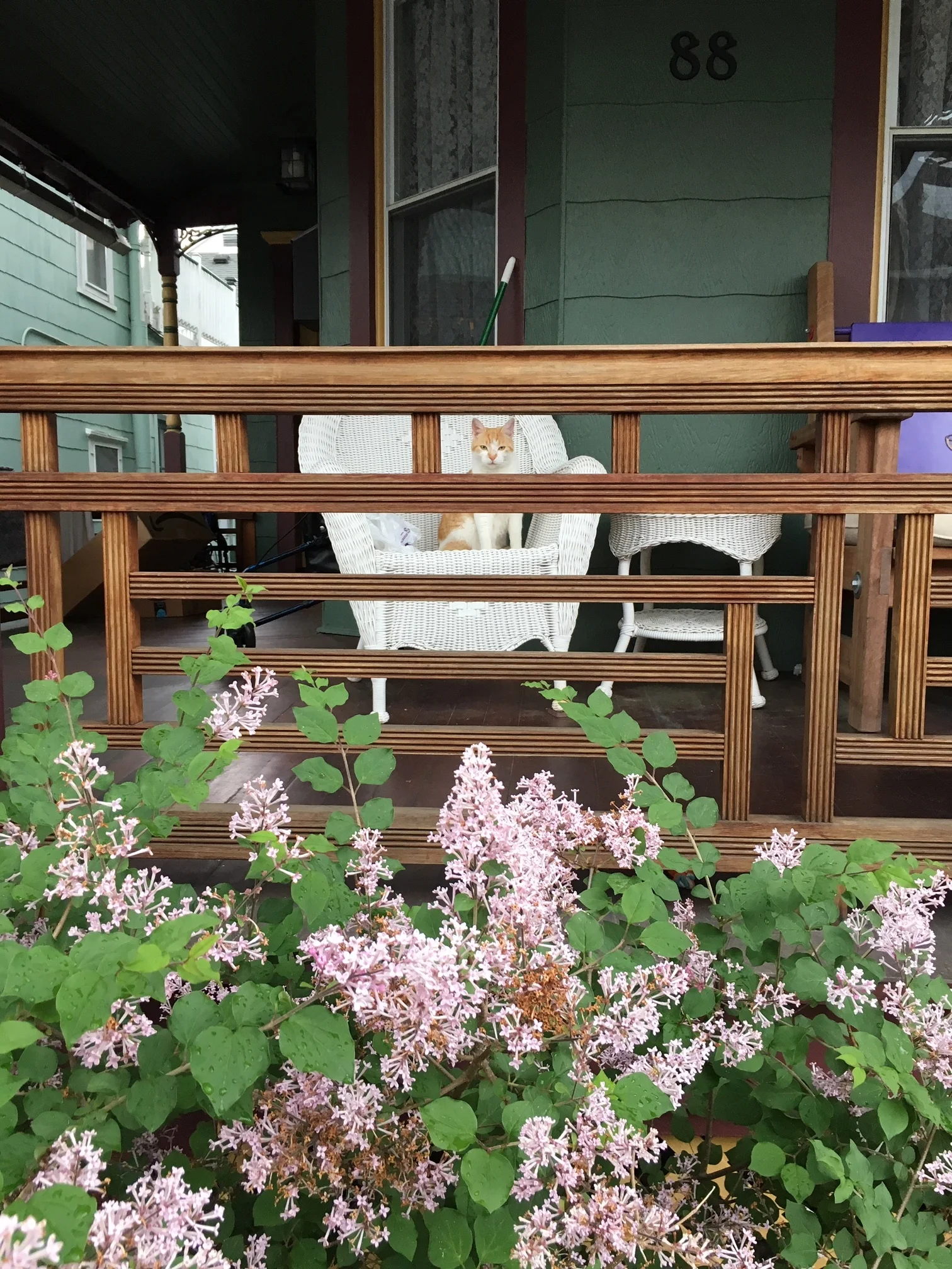 Nothing better than #watchercats + flowers.