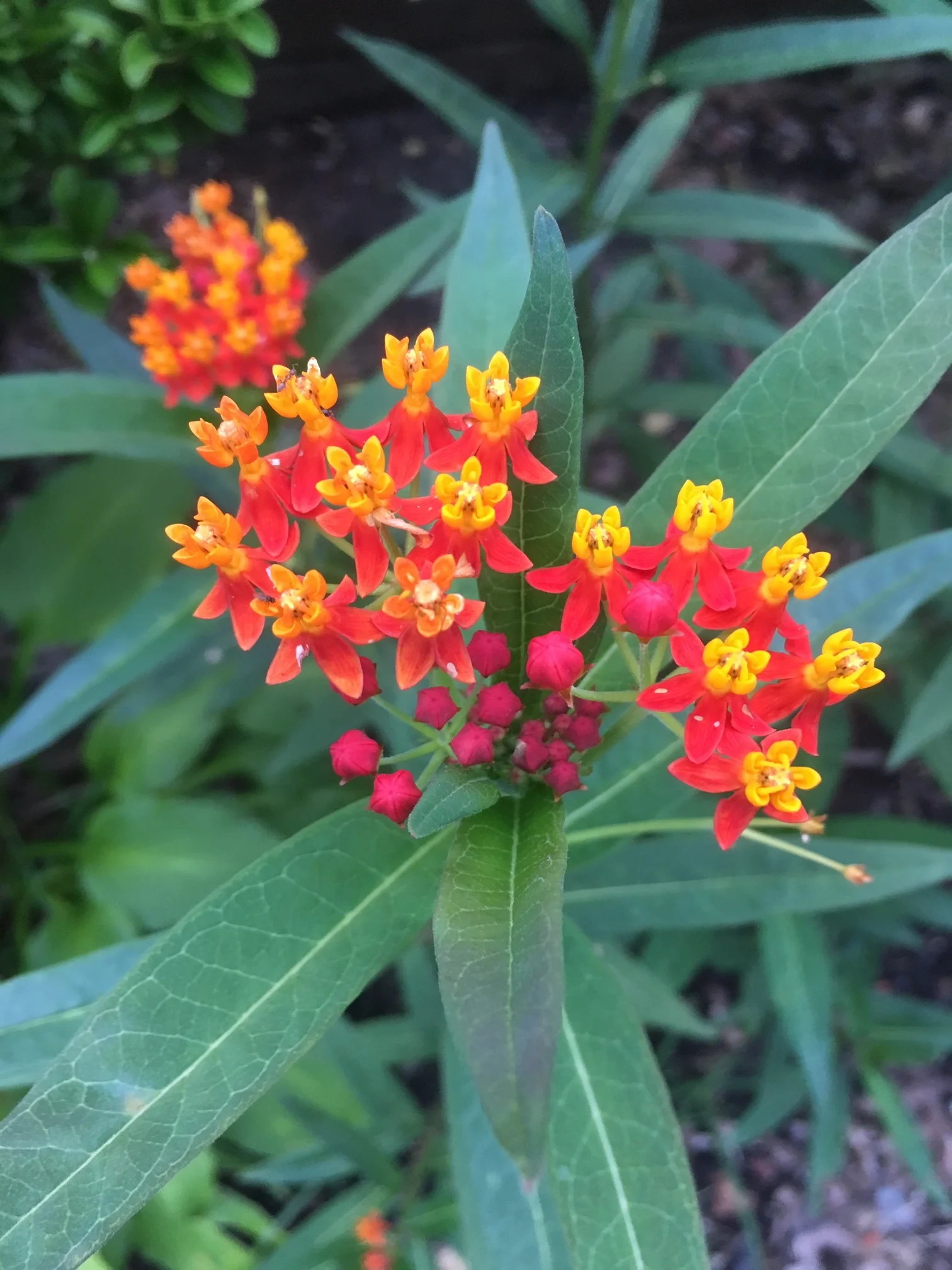 My husband picked up some beautiful milkweed. Previously, I didn’t know there were so many varieties of monarch butterflies favorite plant.