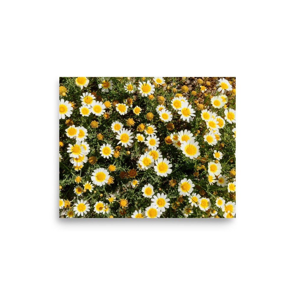 https://i.etsystatic.com/38848090/r/il/dccf1b/4502348654/il_fullxfull.4502348654_pf0p.jpg