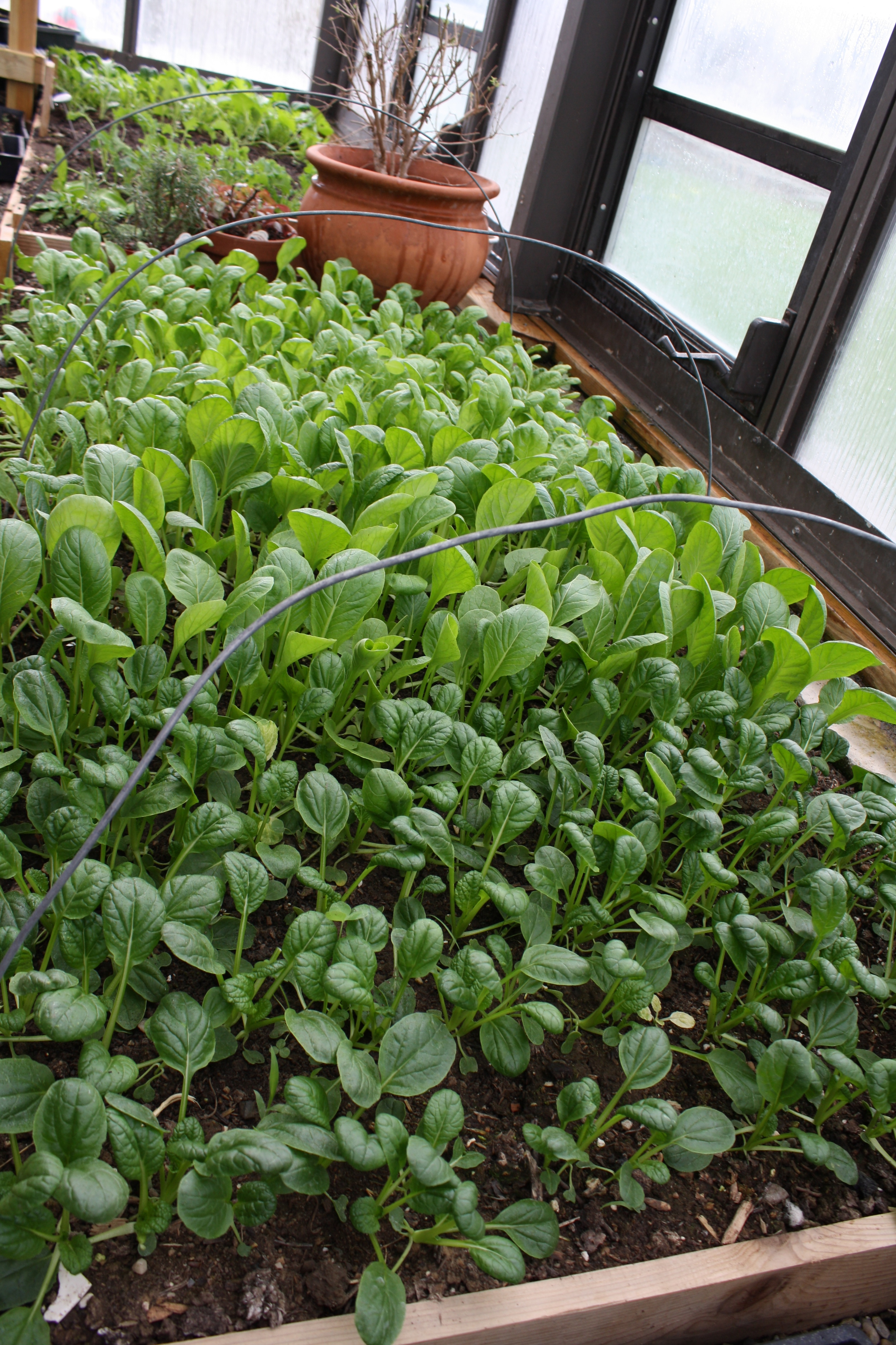 Yukina Savoy, Vitamin Green, Komatsuna Summerfest, Spinach in Greenhouse this April