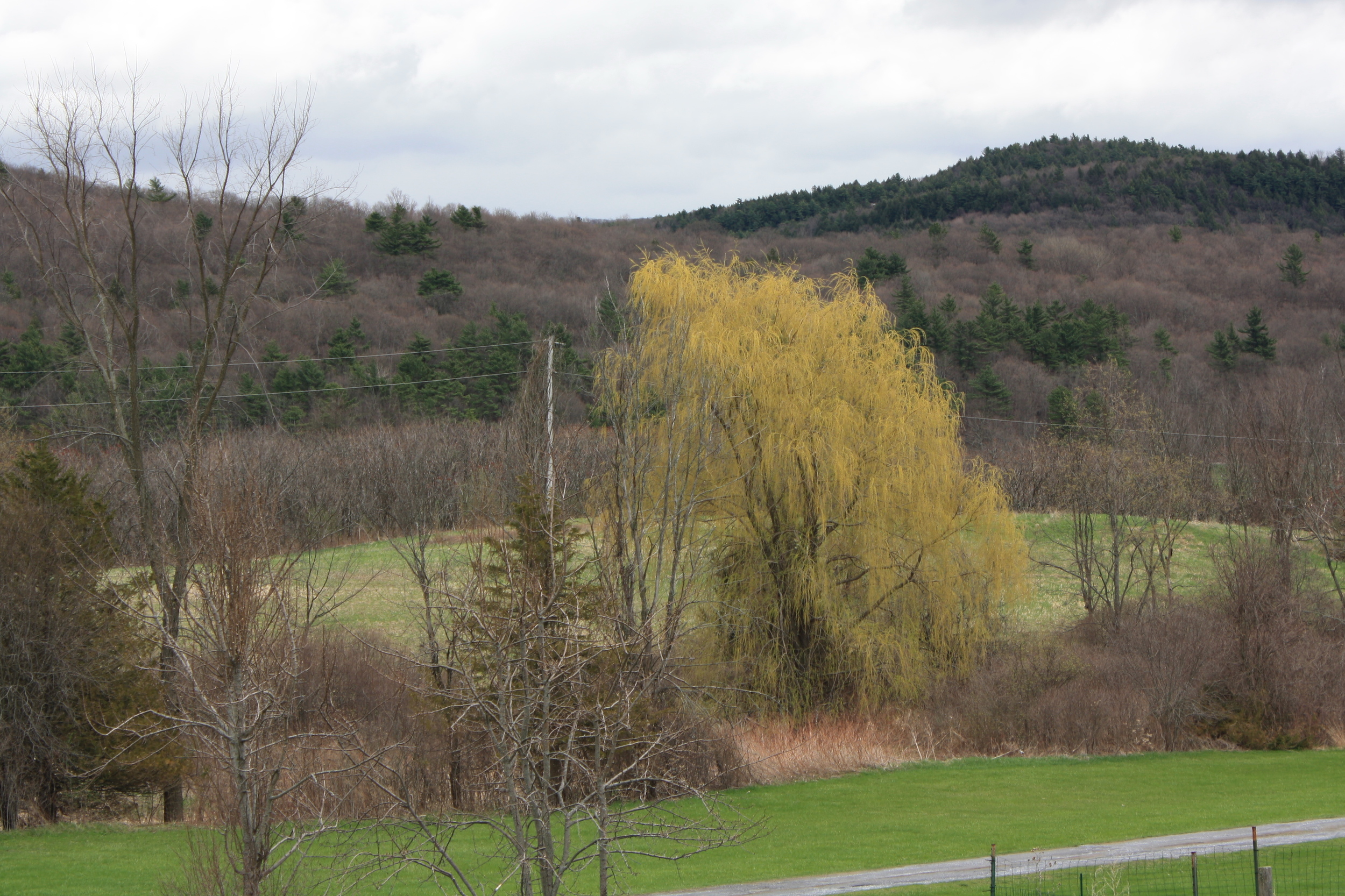 View from the window as I write this, May 4