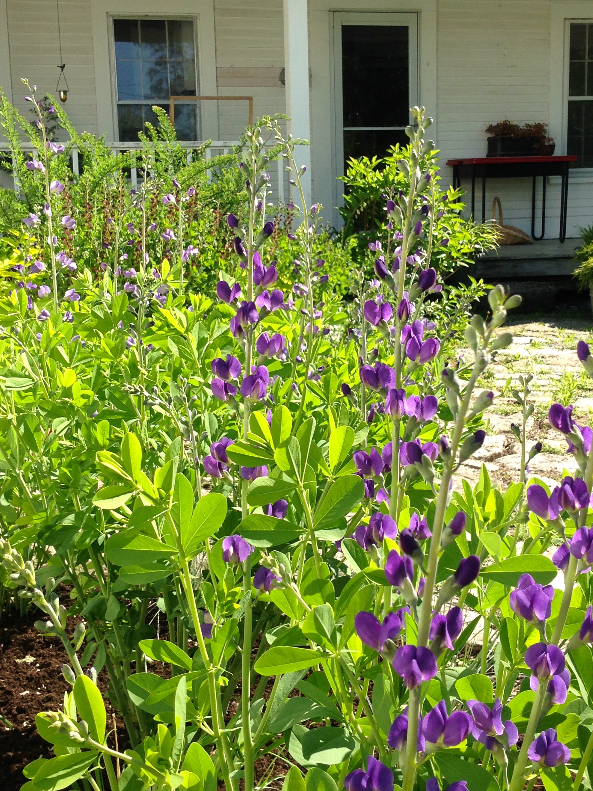 Baptisia australis blooming