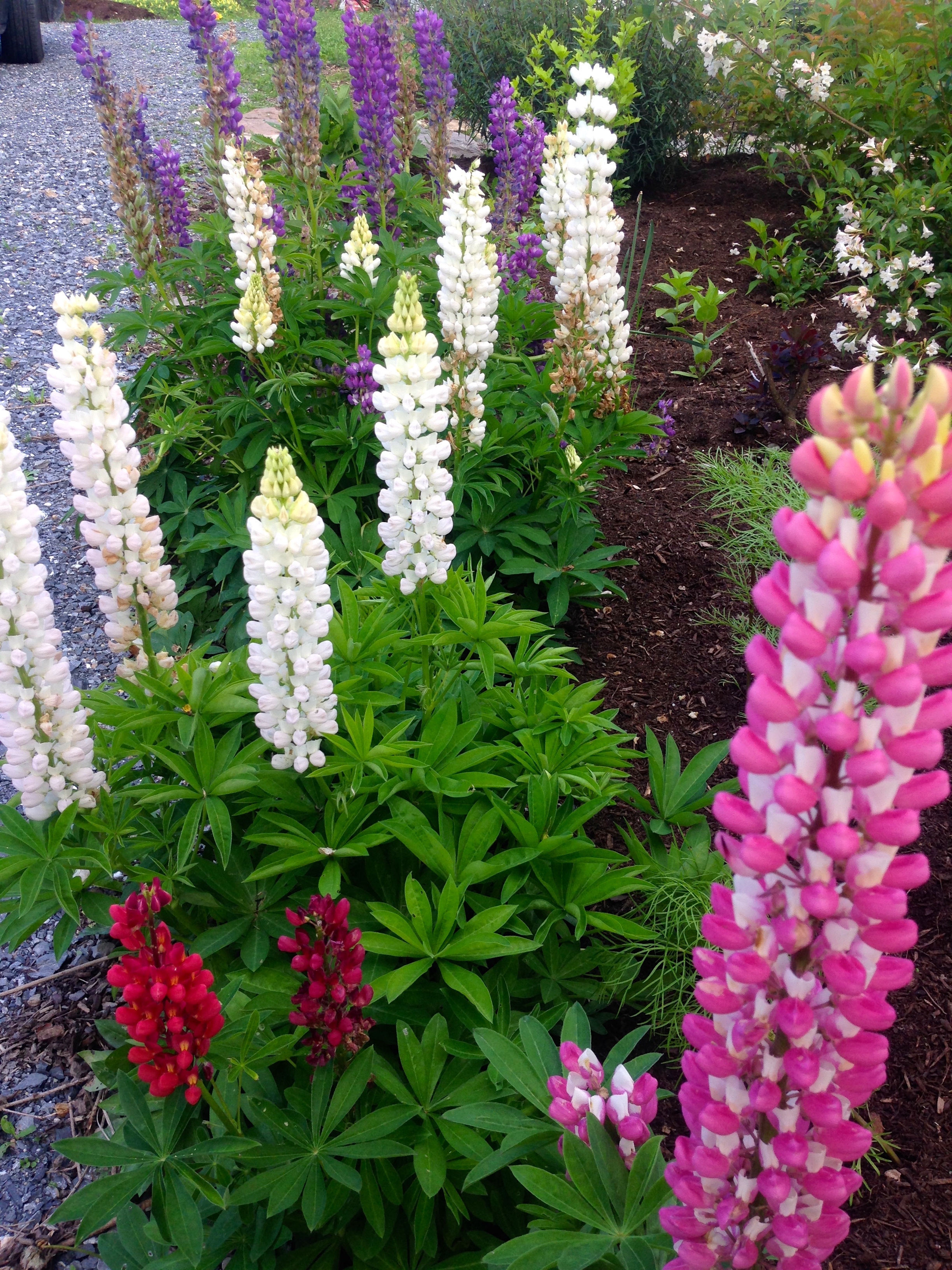 Lupine