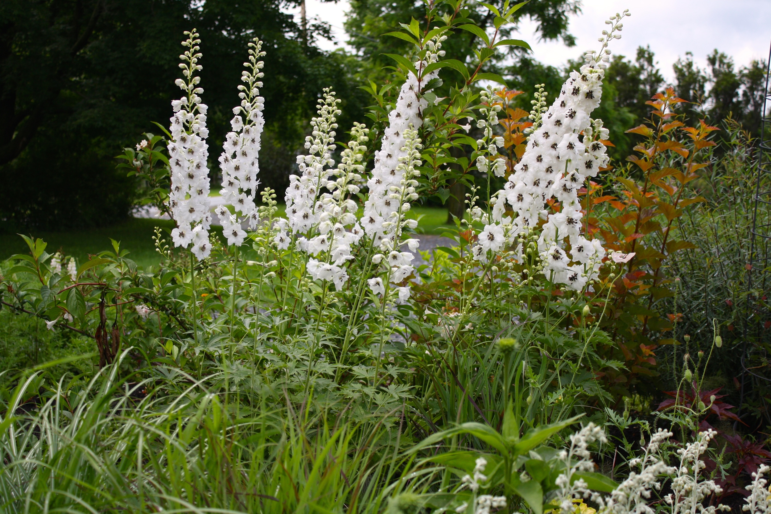Delphinium 'White Knight' Blooming