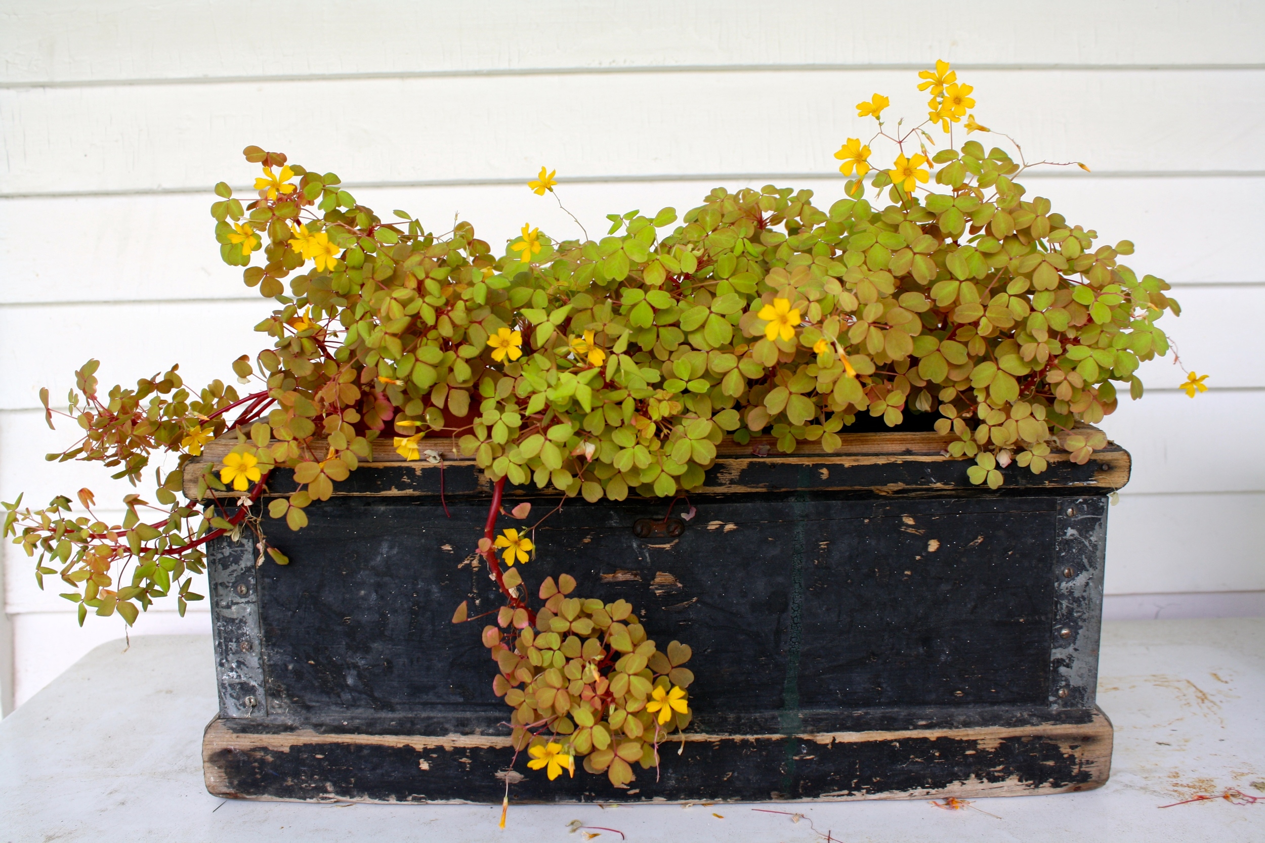Old box with Oxalis 'Fireglow'. Proof that I know when to leave well enough alone.