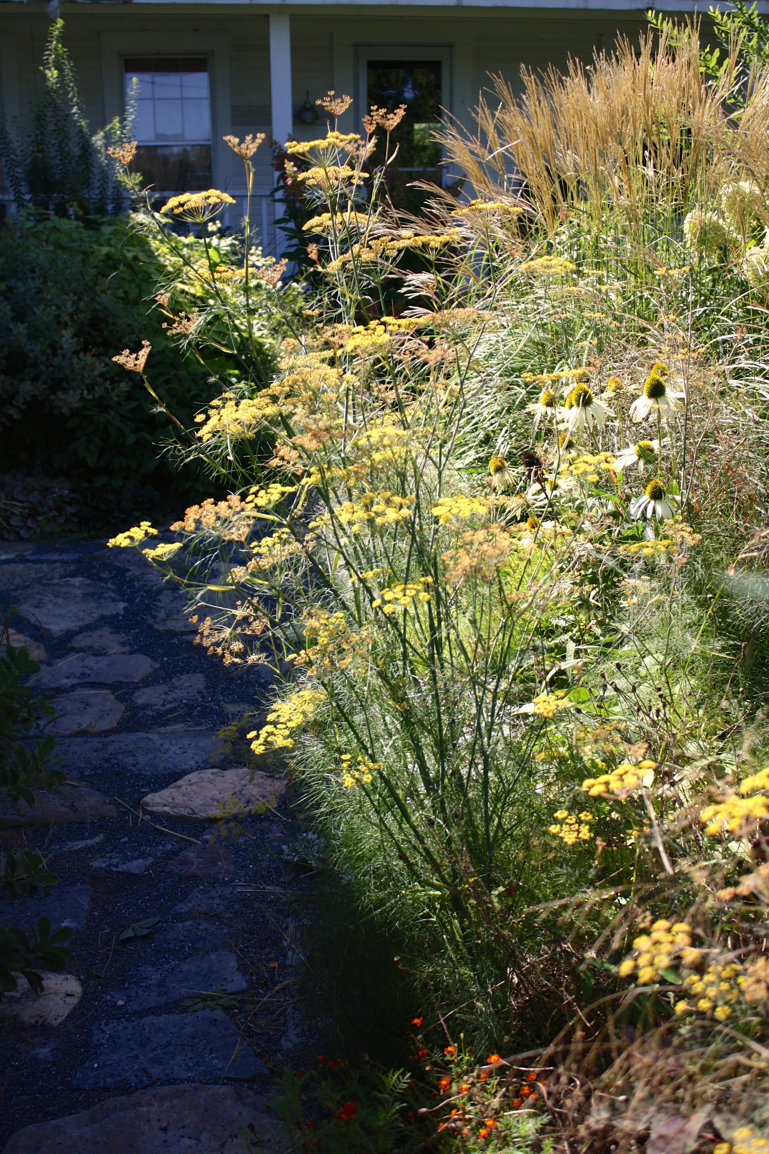 Bronze fennel, Miscanthus 'Adagio' blooming late summer