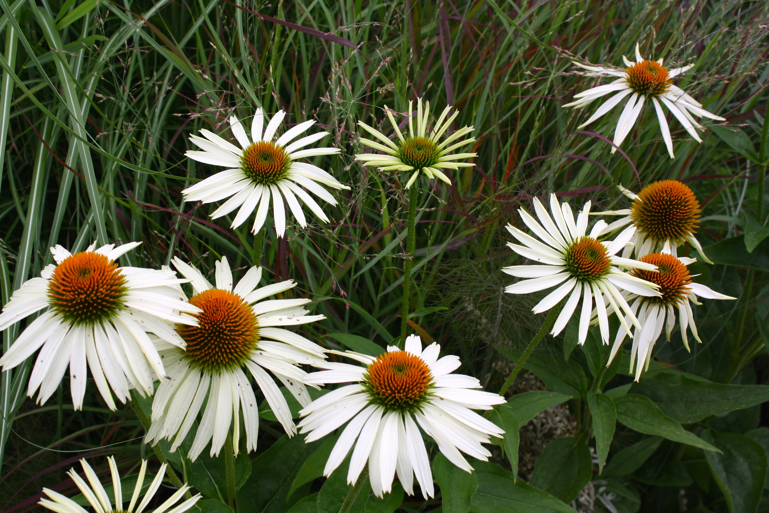 Echinacea 'White Swan'