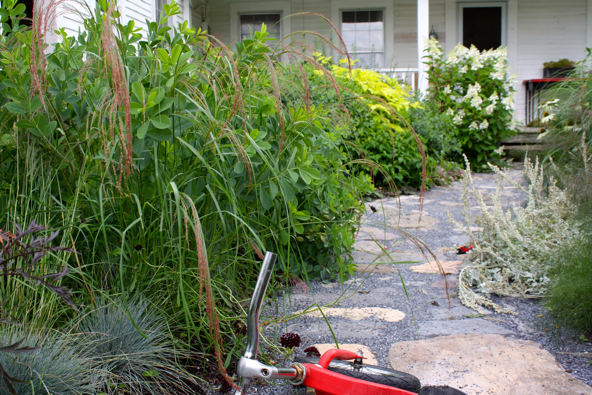 Eragrostis 'Ruby Silk' grass heads interspersed with baptisia foliage, blue fescue underneath. Flint's balance bike.