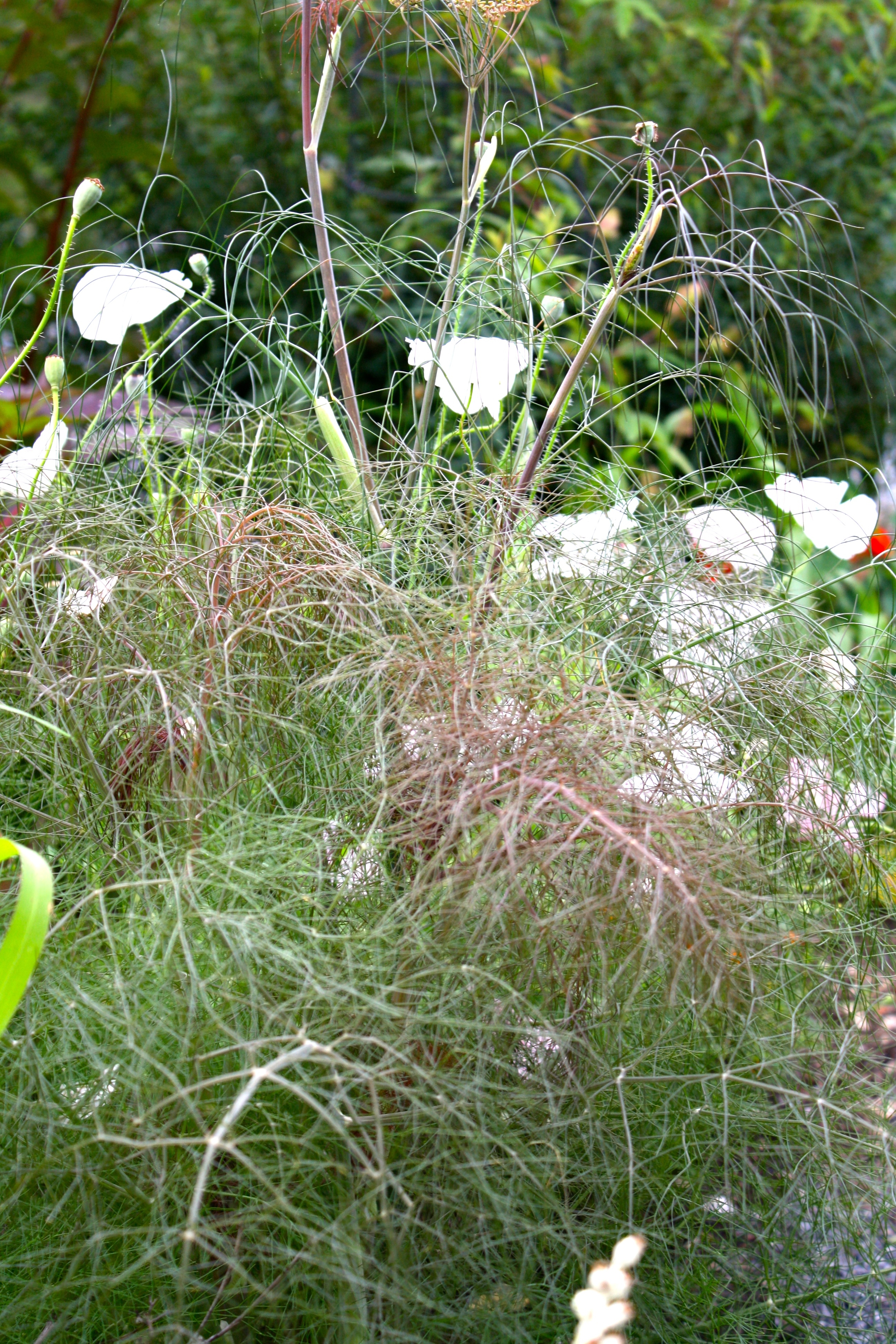 Textural Bronze fennel sending up it's bloom stalk. I started a flat of these in the greenhouse and interspersed them anywhere there was an opening in the border.