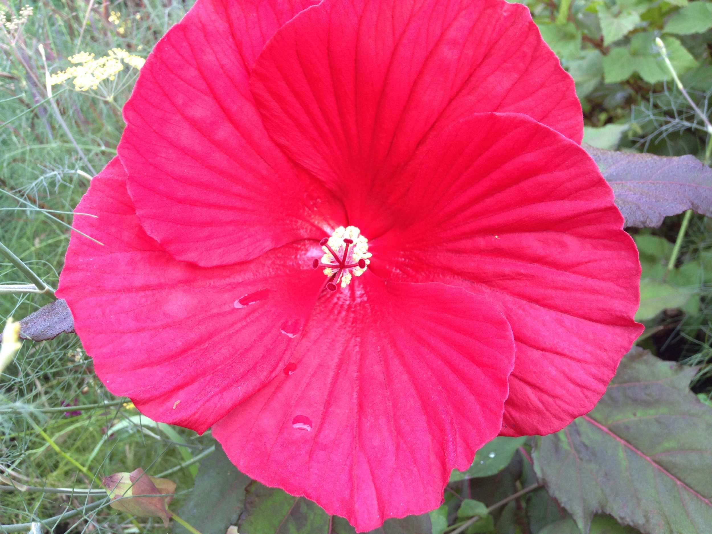 Huge 7 inch bloom of Hibiscus 'Midnight Marvel' blooming for the first time since planting over a year ago. Worth the wait.