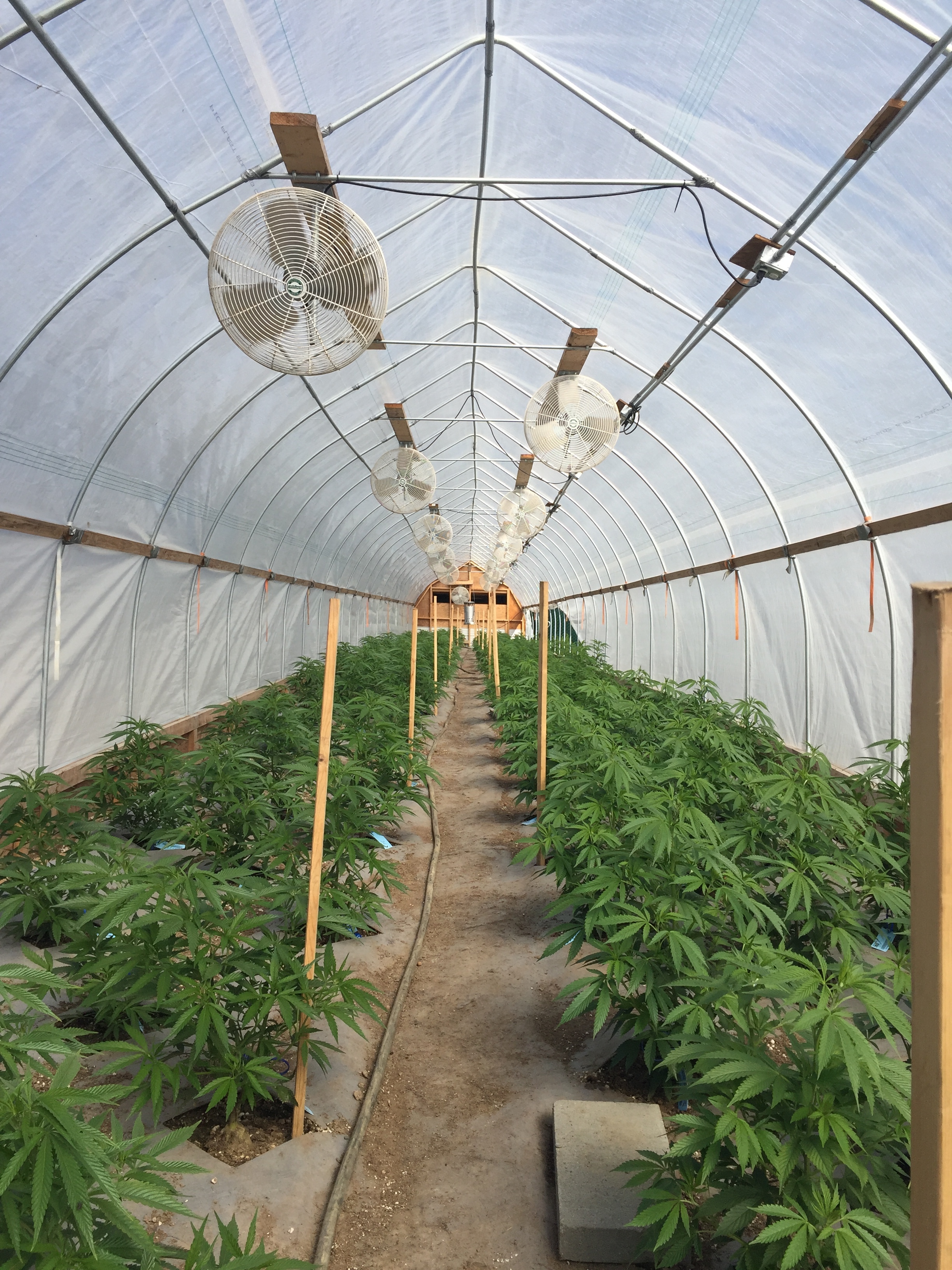 Greatland Ganja's outdoor summer crop is off to a running start. The gnome domes are the perfect house this strain, Headband. Headband is a cross between OG Kush and Sour Diesel. This hybrid will hit retail shelves later this fall. / Photo by Chevelle Abel