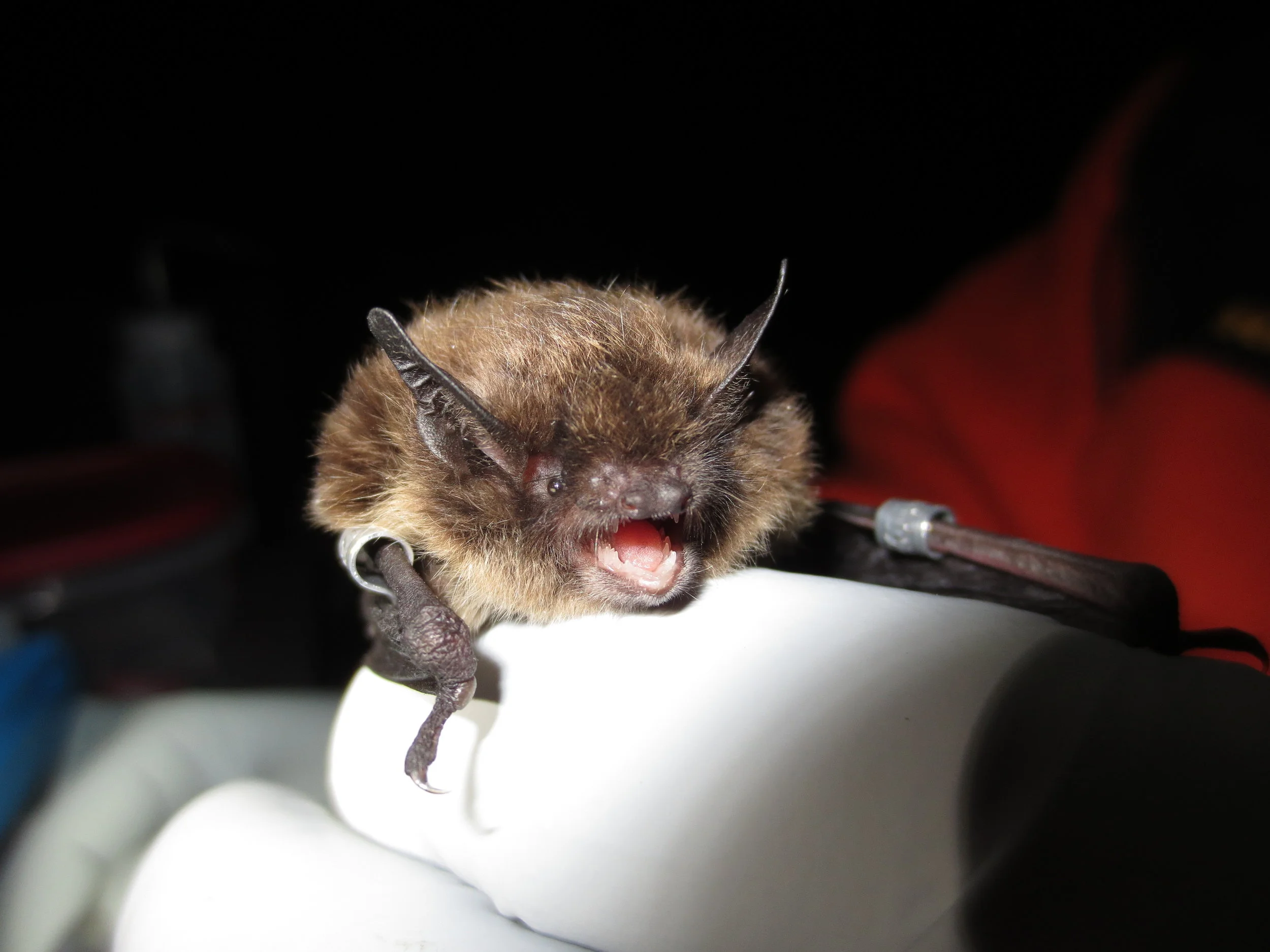 2013-06-20_Campground_IMG_0393_Capture_Bat4_AK0065_AK0067_Front-1.jpg