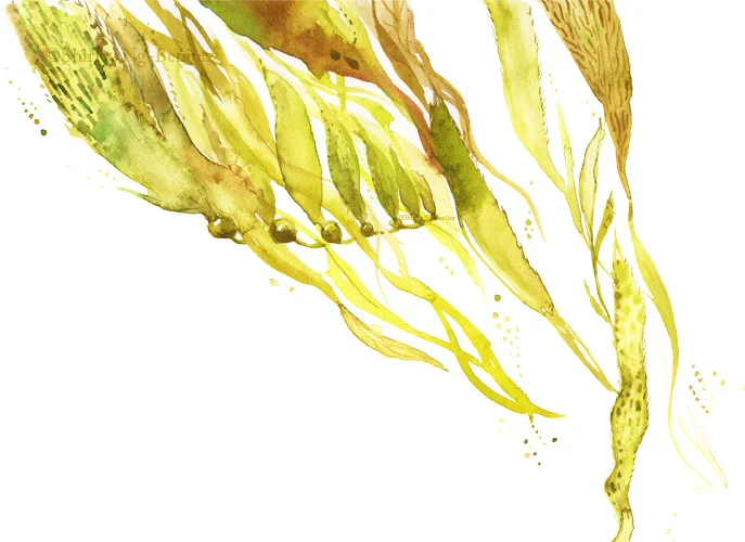 kelp_72.jpg