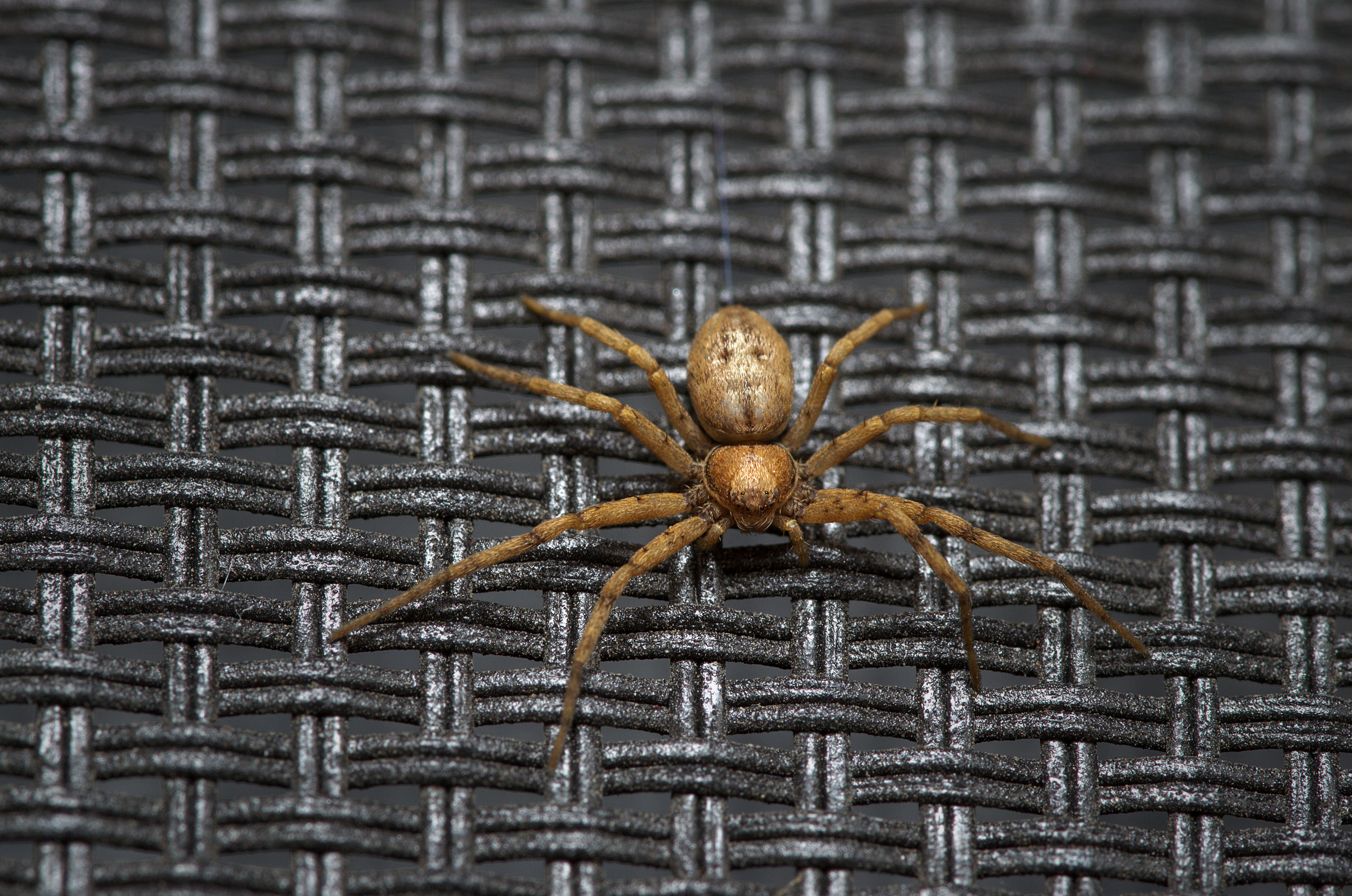 Crab Spider Tan Solar Window Screen 01.jpg