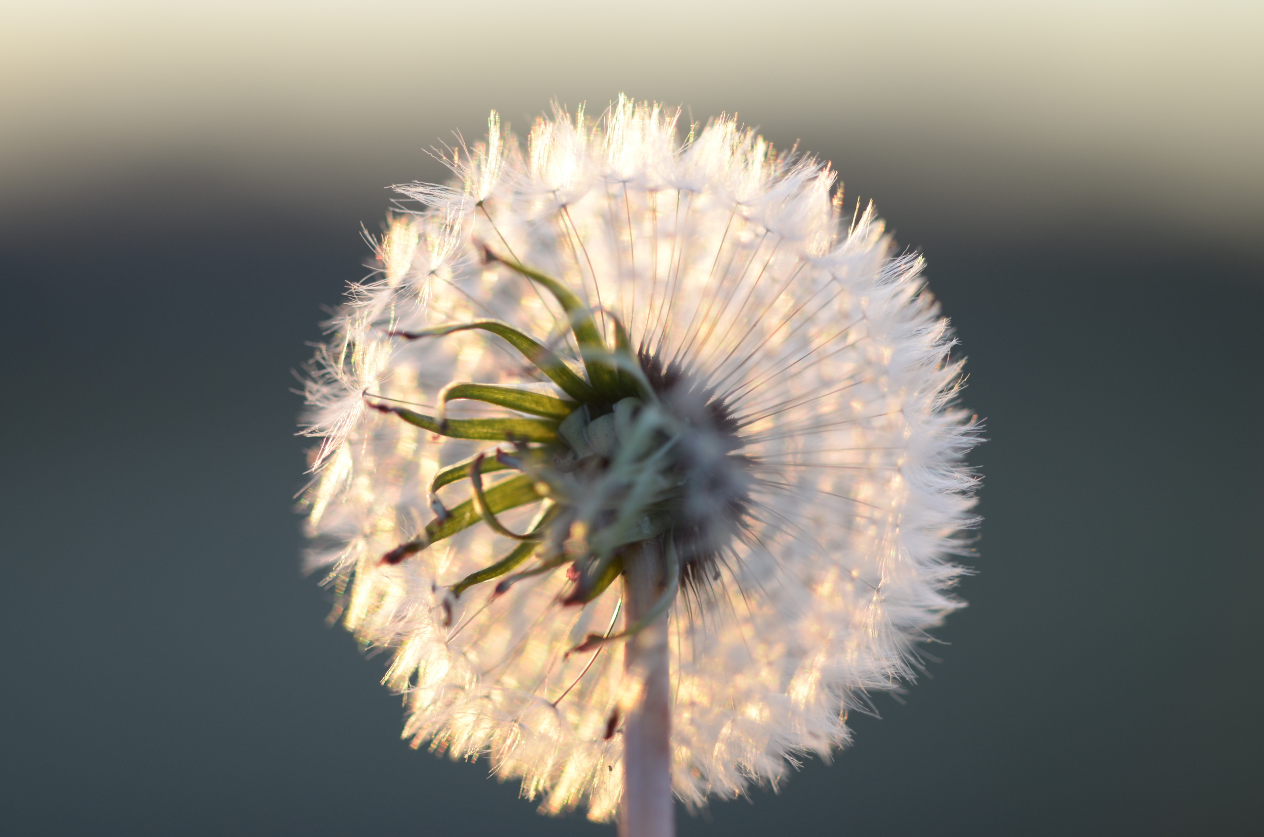 Dandilion Macro.JPG