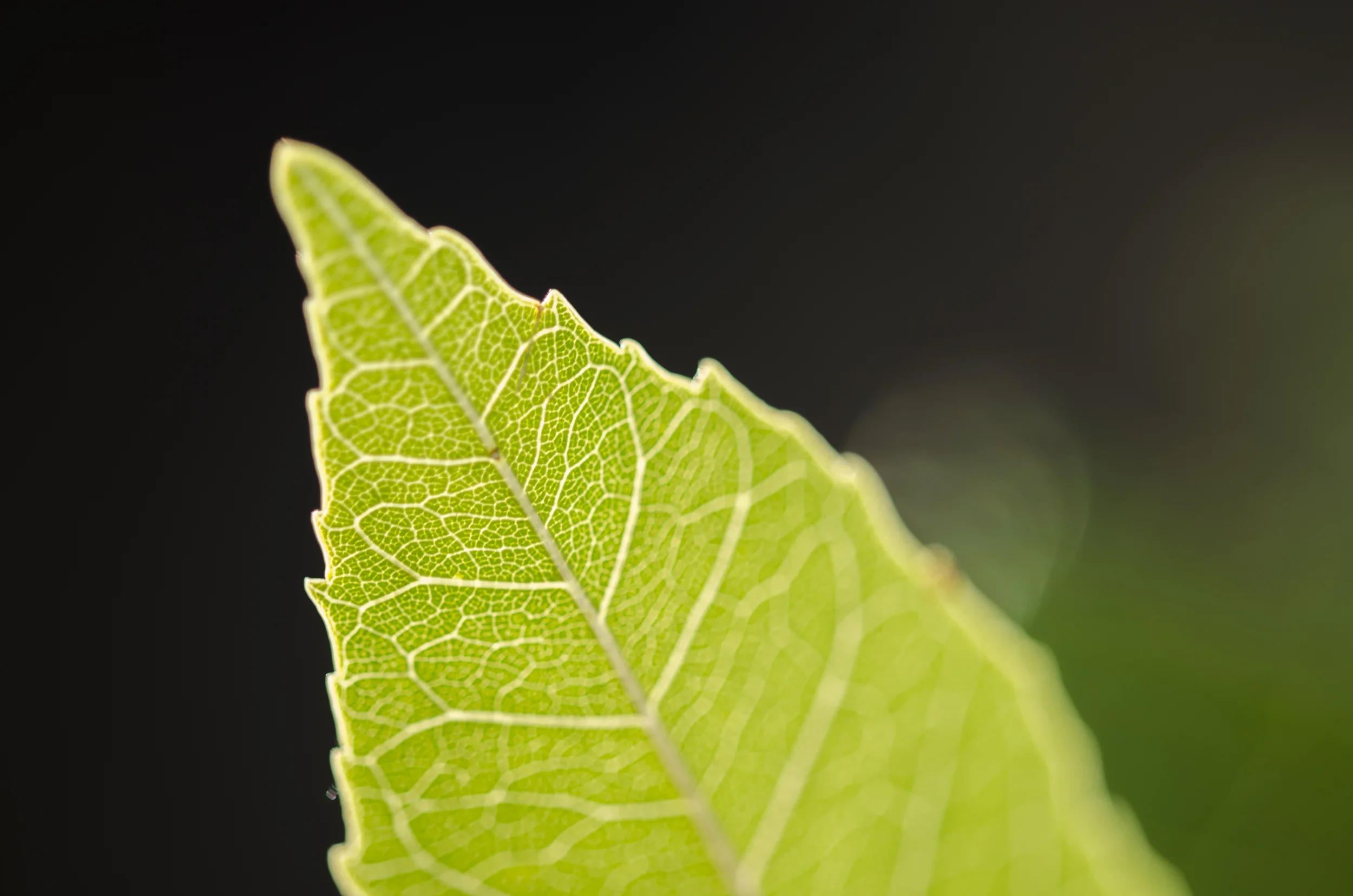 Leaf Green Veins.jpg