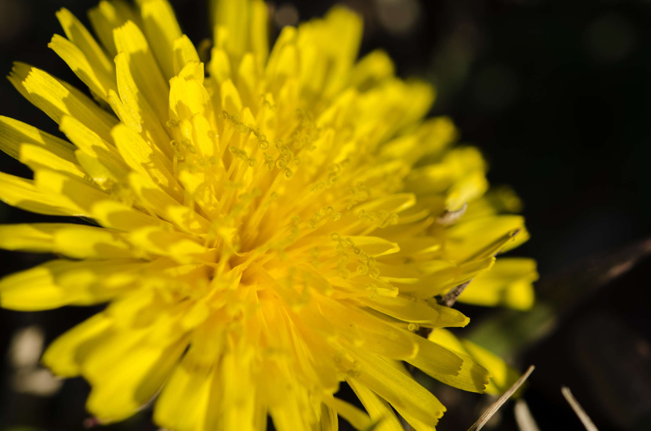 Yellow Dandilion.JPG