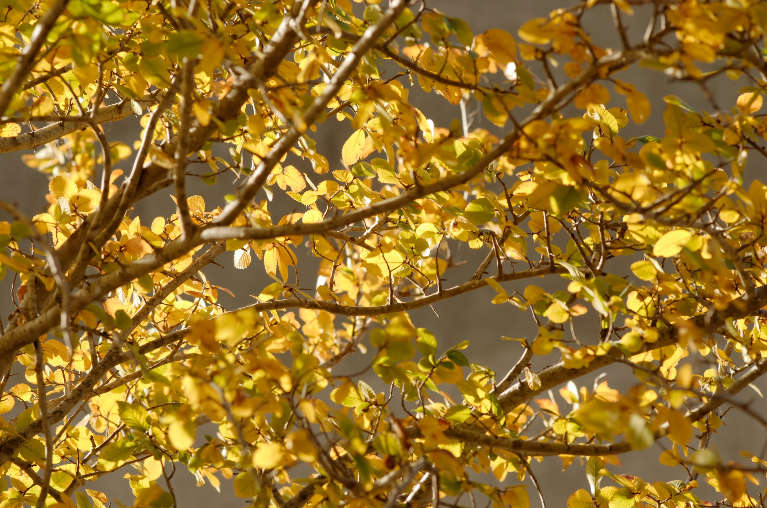 Fall Leaves.jpg
