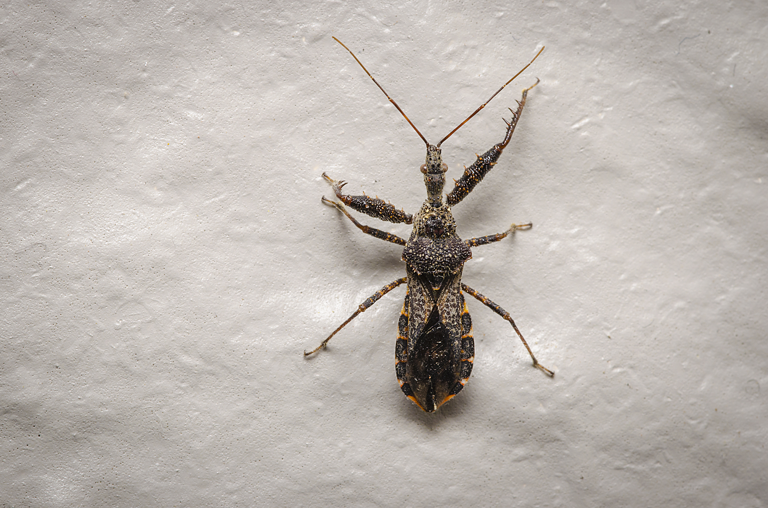 Assassin Bug 02.jpg