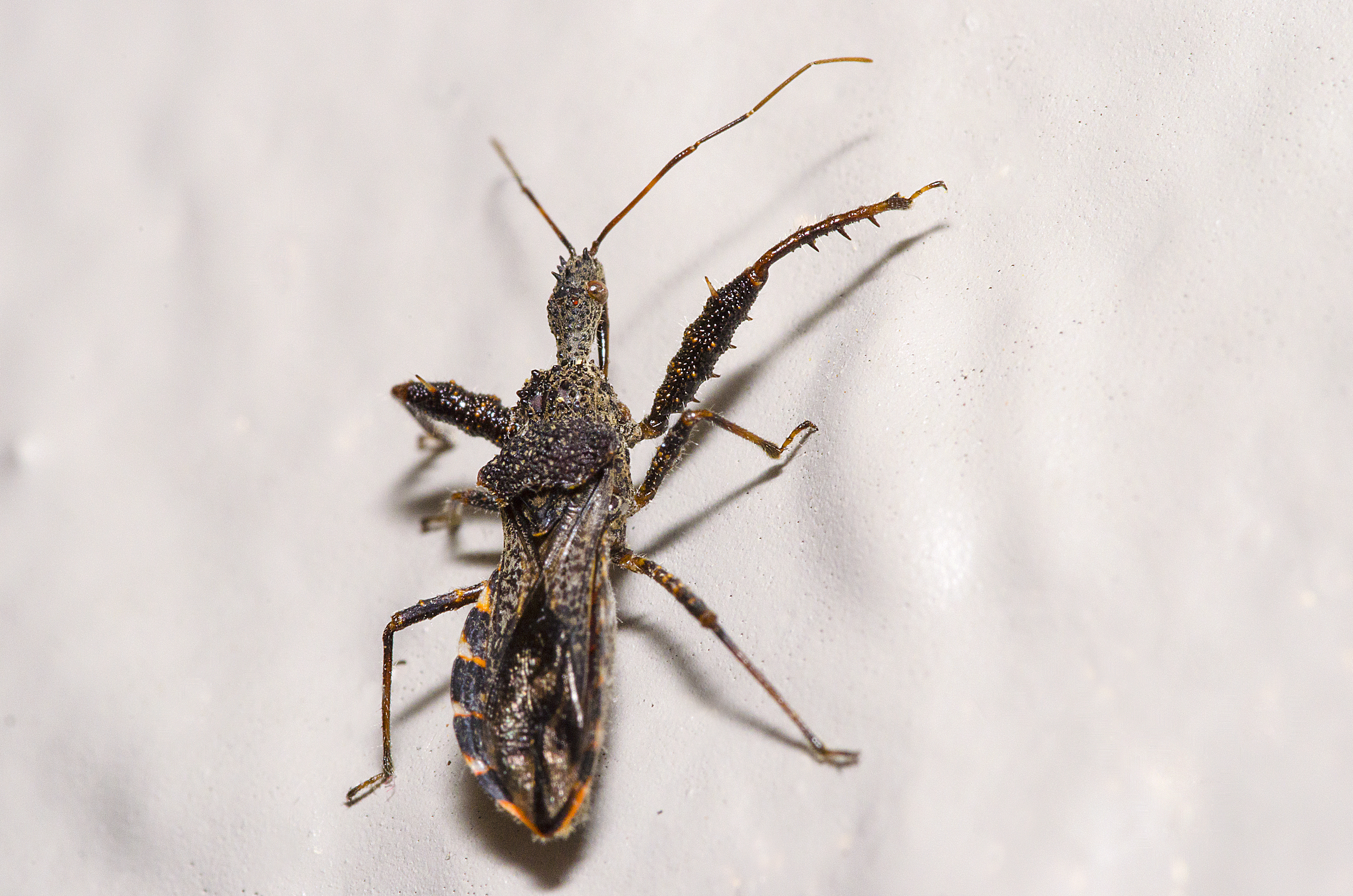 Assassin Bug.jpg