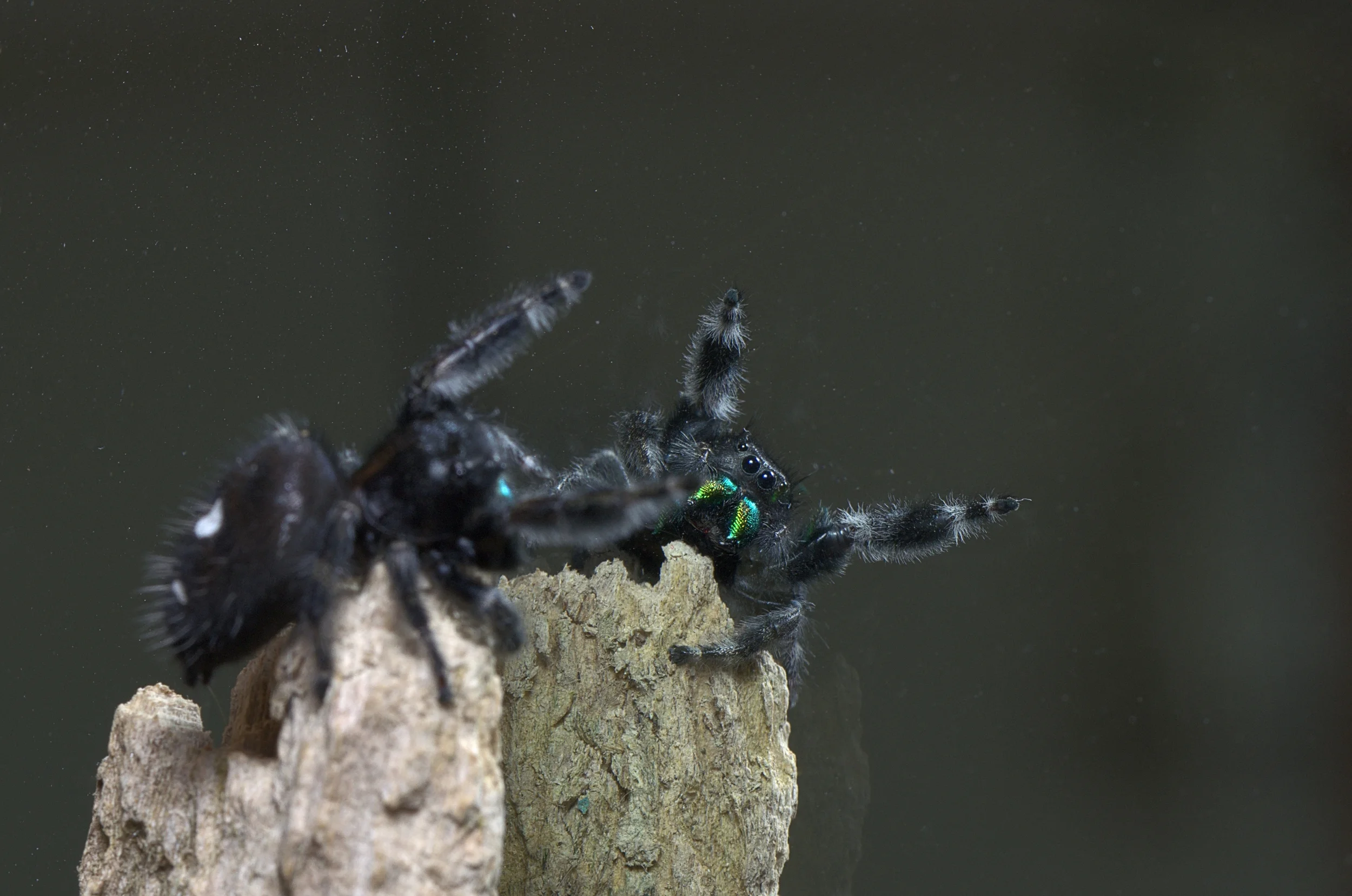 Phidippus Audax