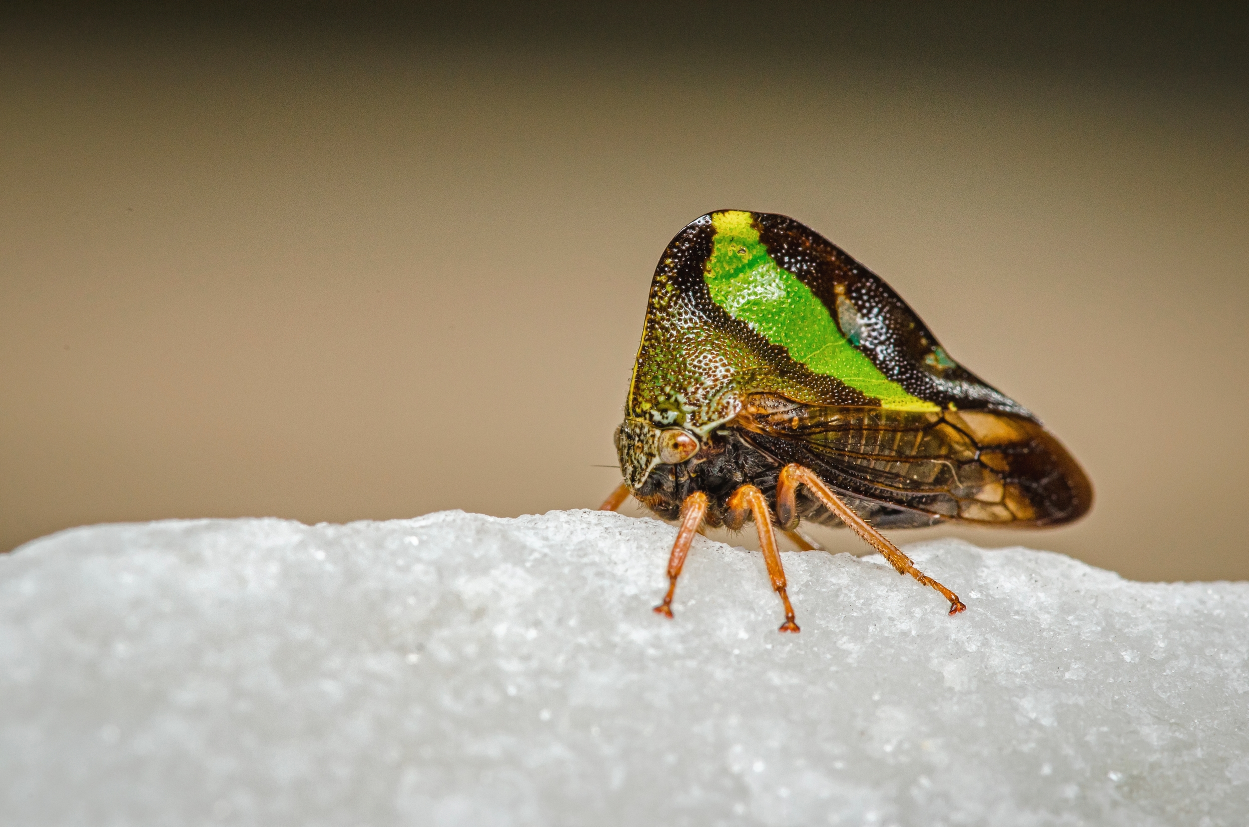 TreeHopper_PE-DupePortrait42.jpg