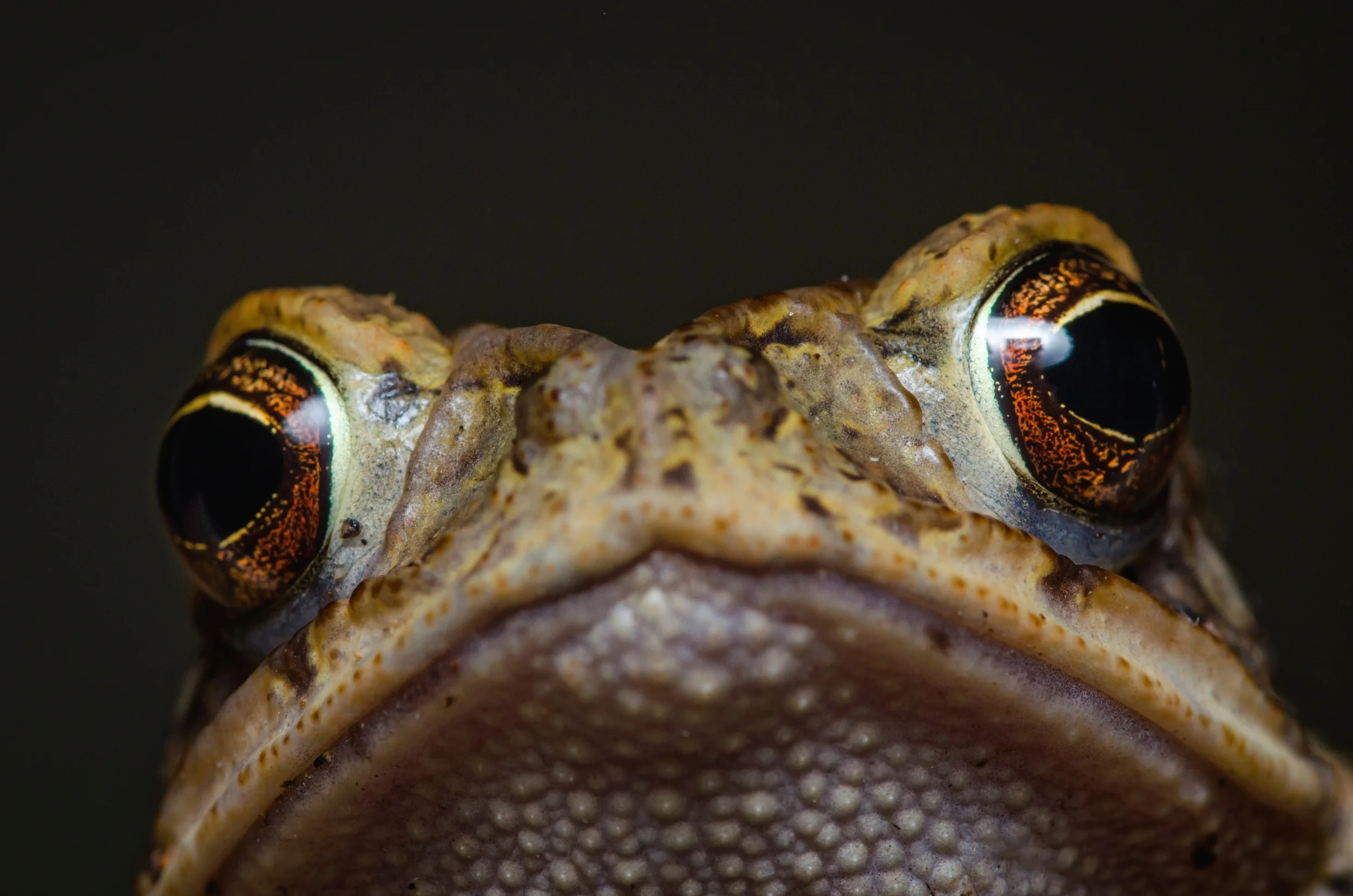 Toad-Eyes-looking-down-01-PE-CommercialDupePortrait26.jpg